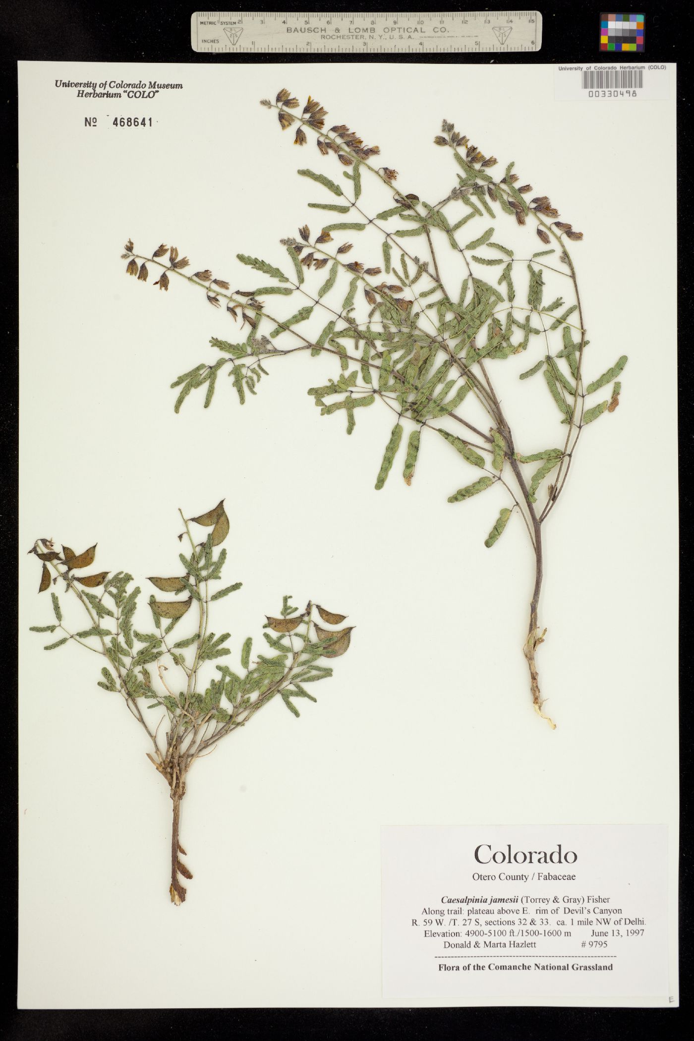 Pomaria jamesii image