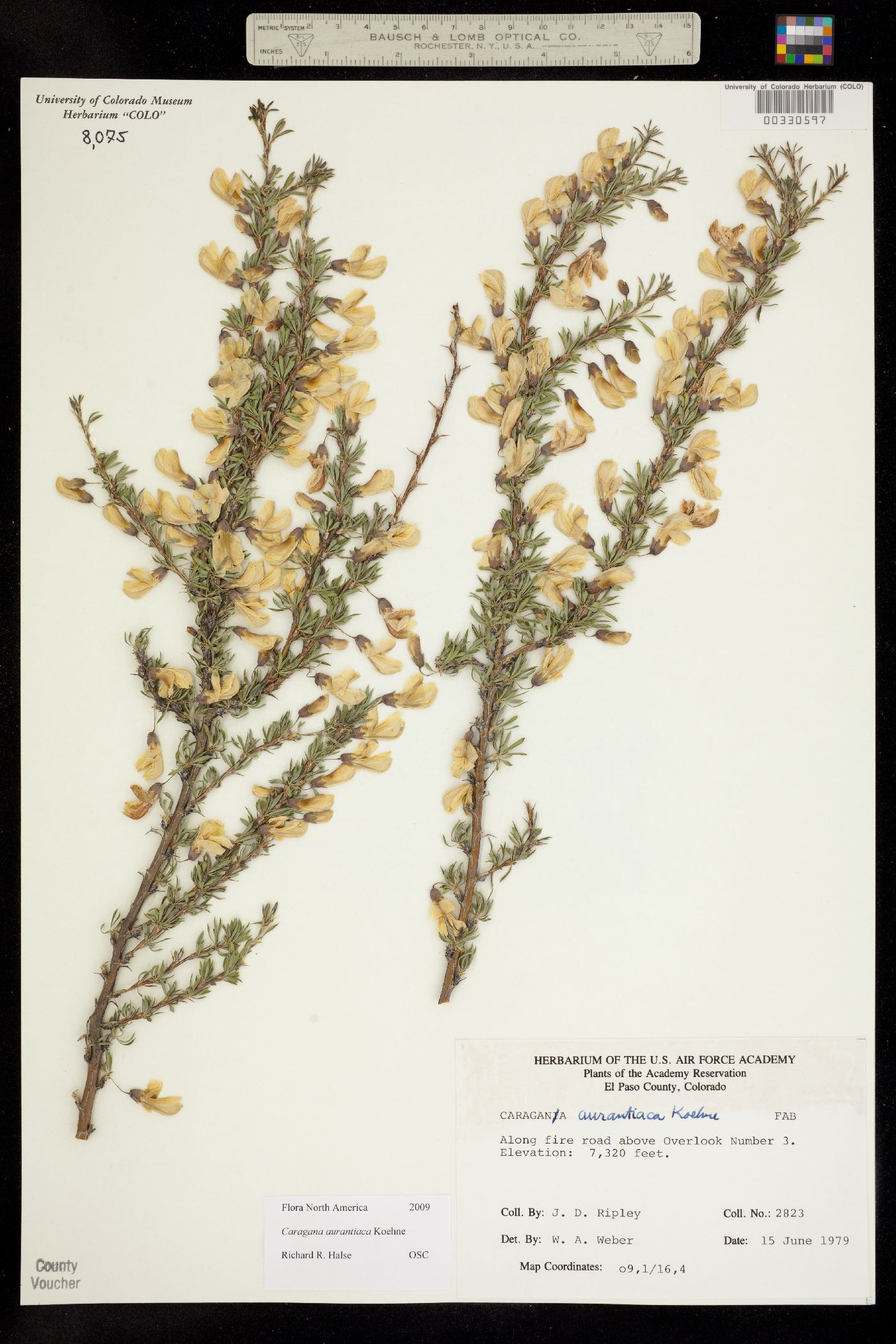 Caragana aurantiaca image