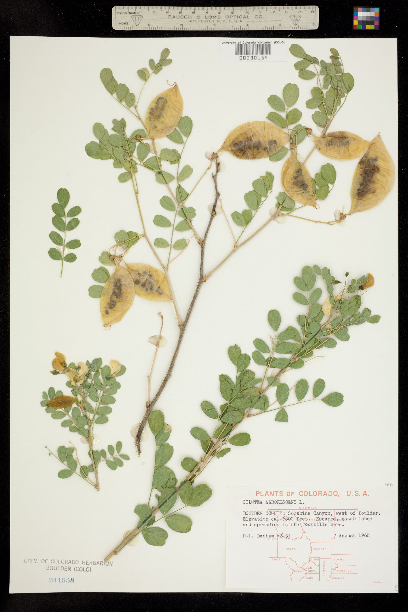 Colutea arborescens image