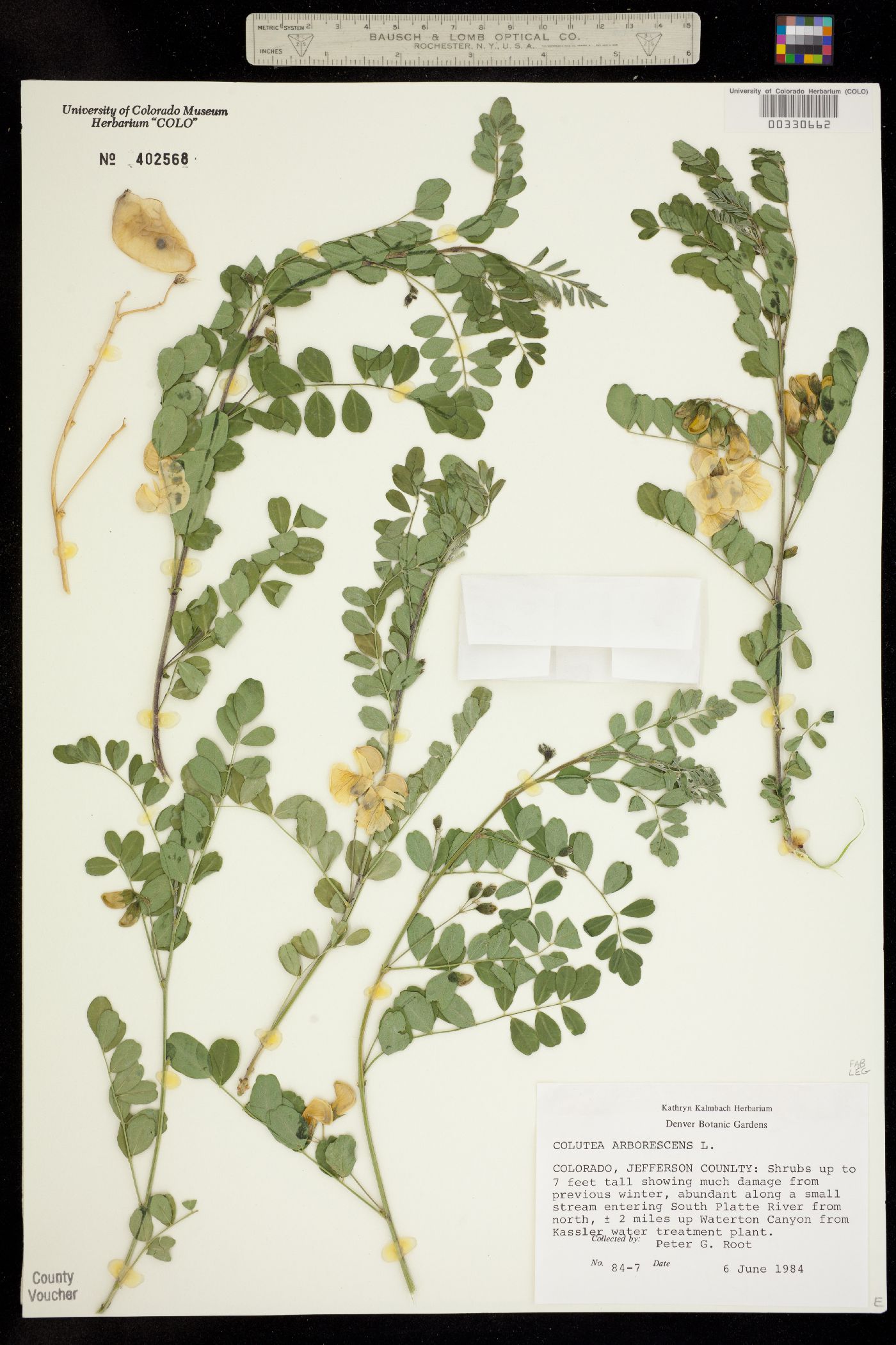 Colutea arborescens image