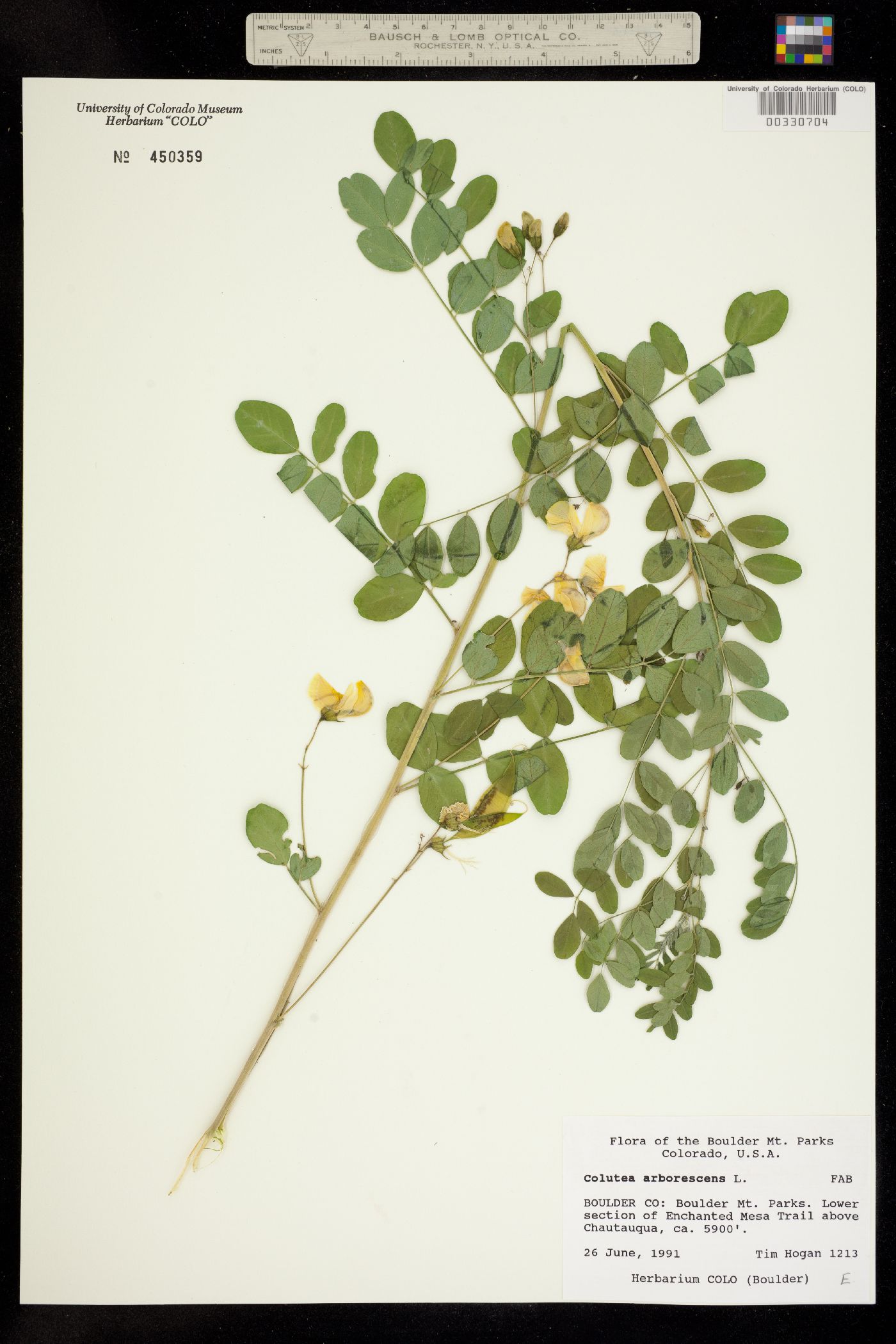 Colutea arborescens image