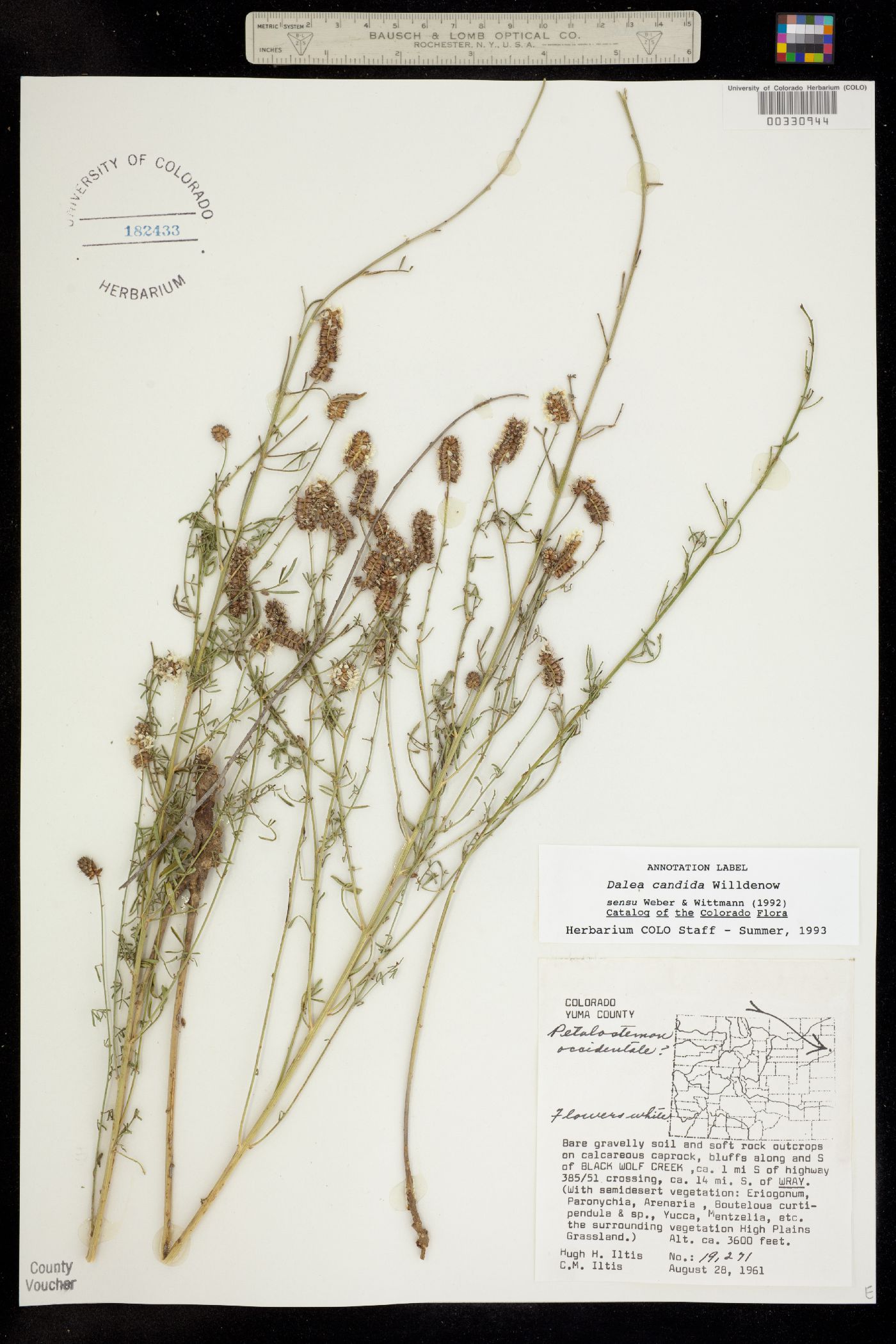 Dalea candida var. oligophylla image