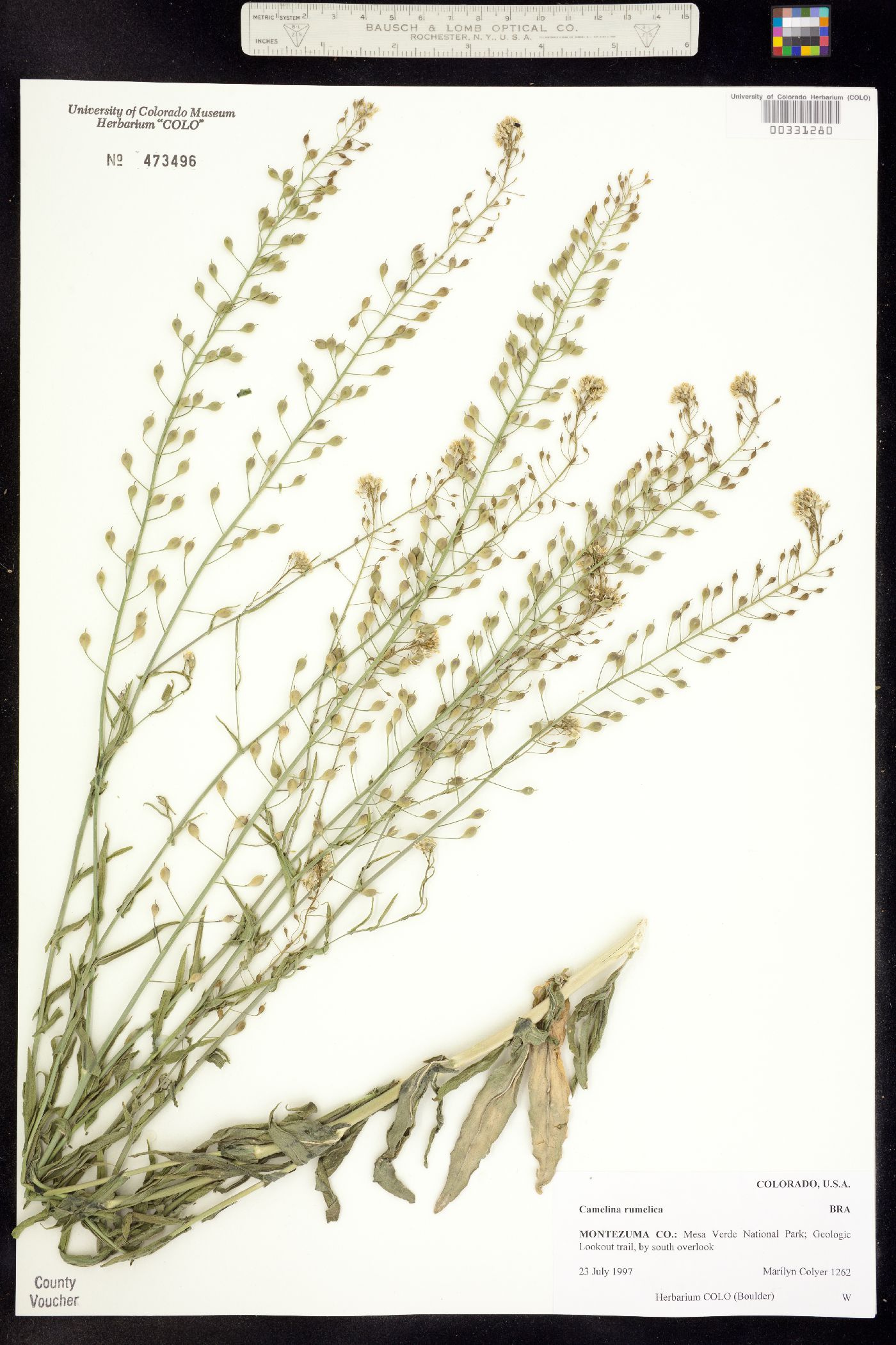 Camelina image