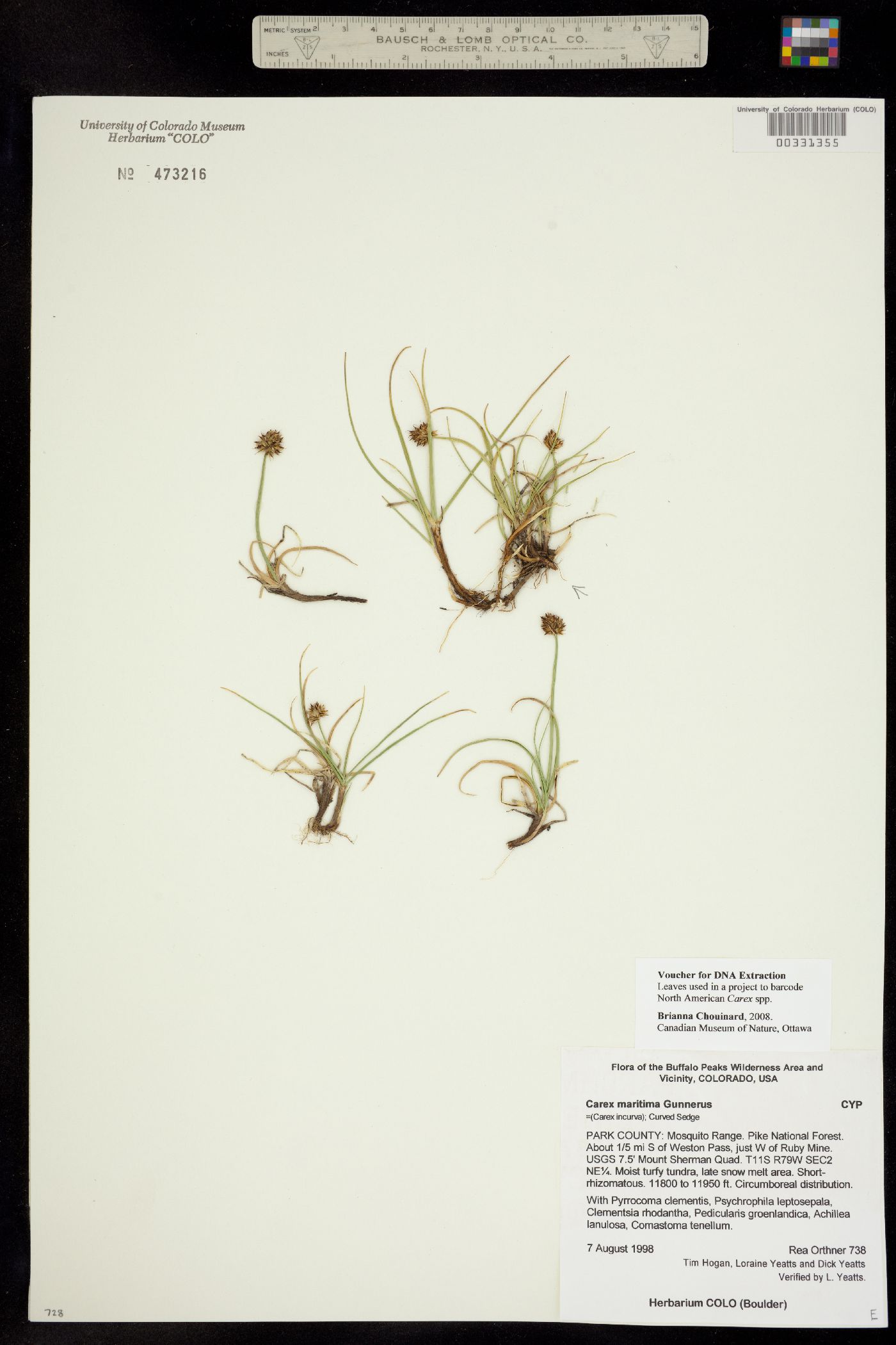 Carex maritima image