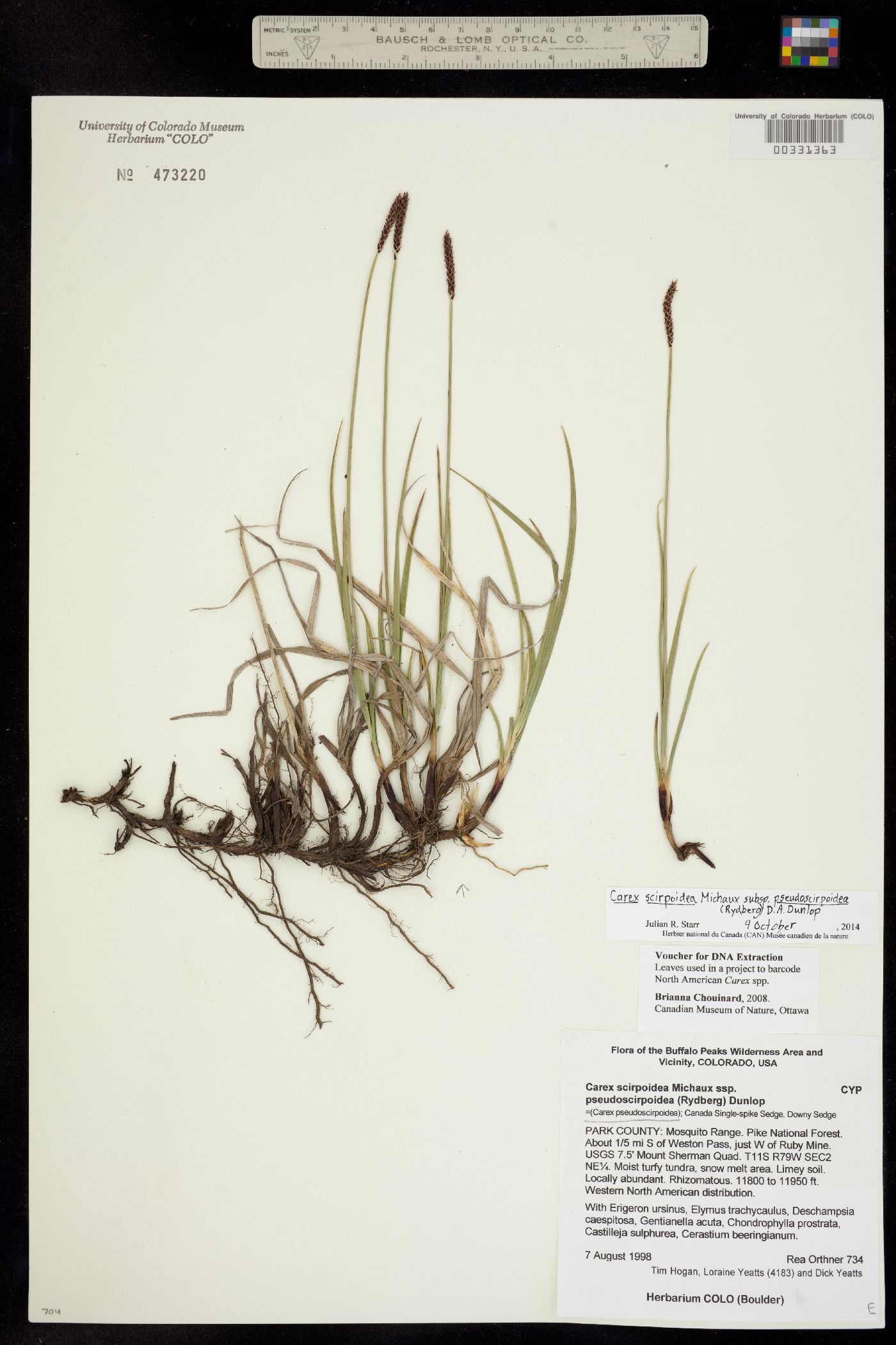 Carex scirpoidea image