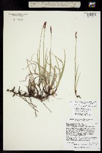 Carex scirpoidea ssp. pseudoscirpoidea image