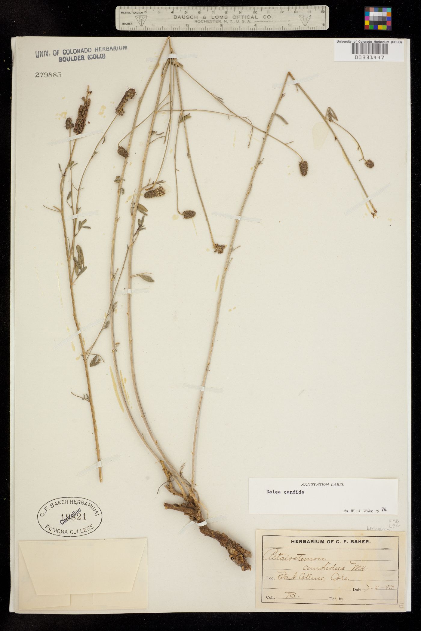 Dalea candida image