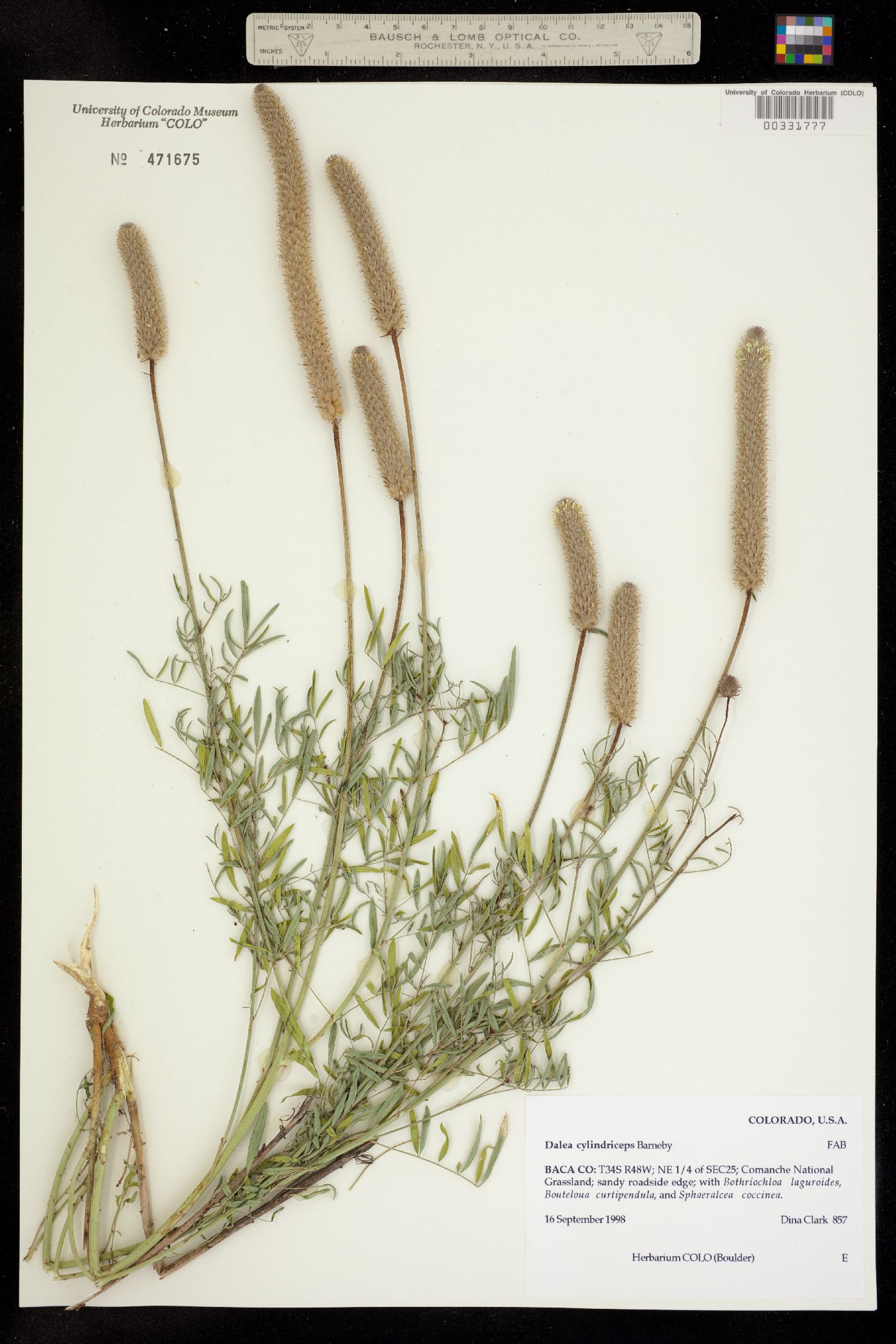 Dalea cylindriceps image