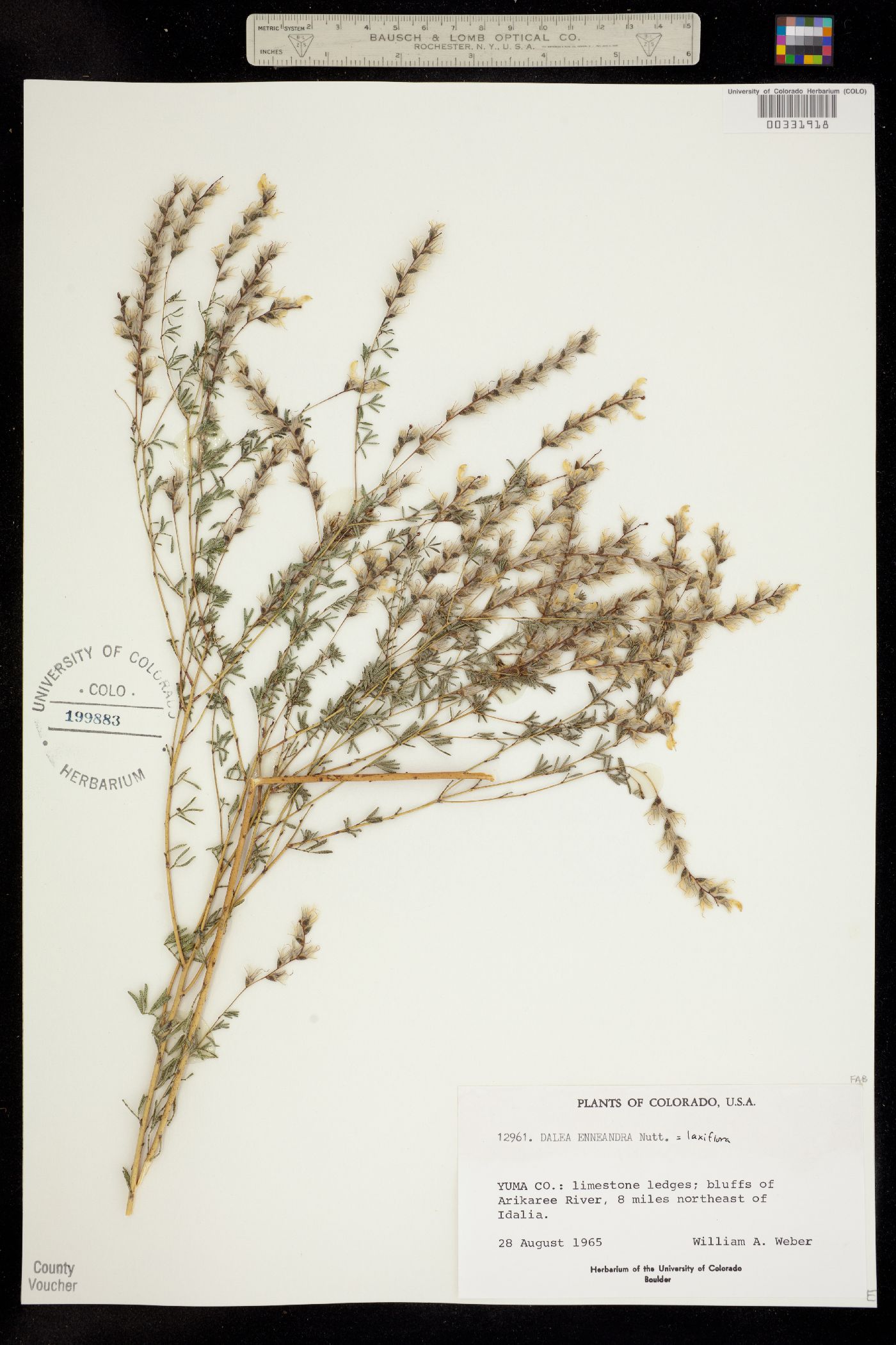 Dalea enneandra image