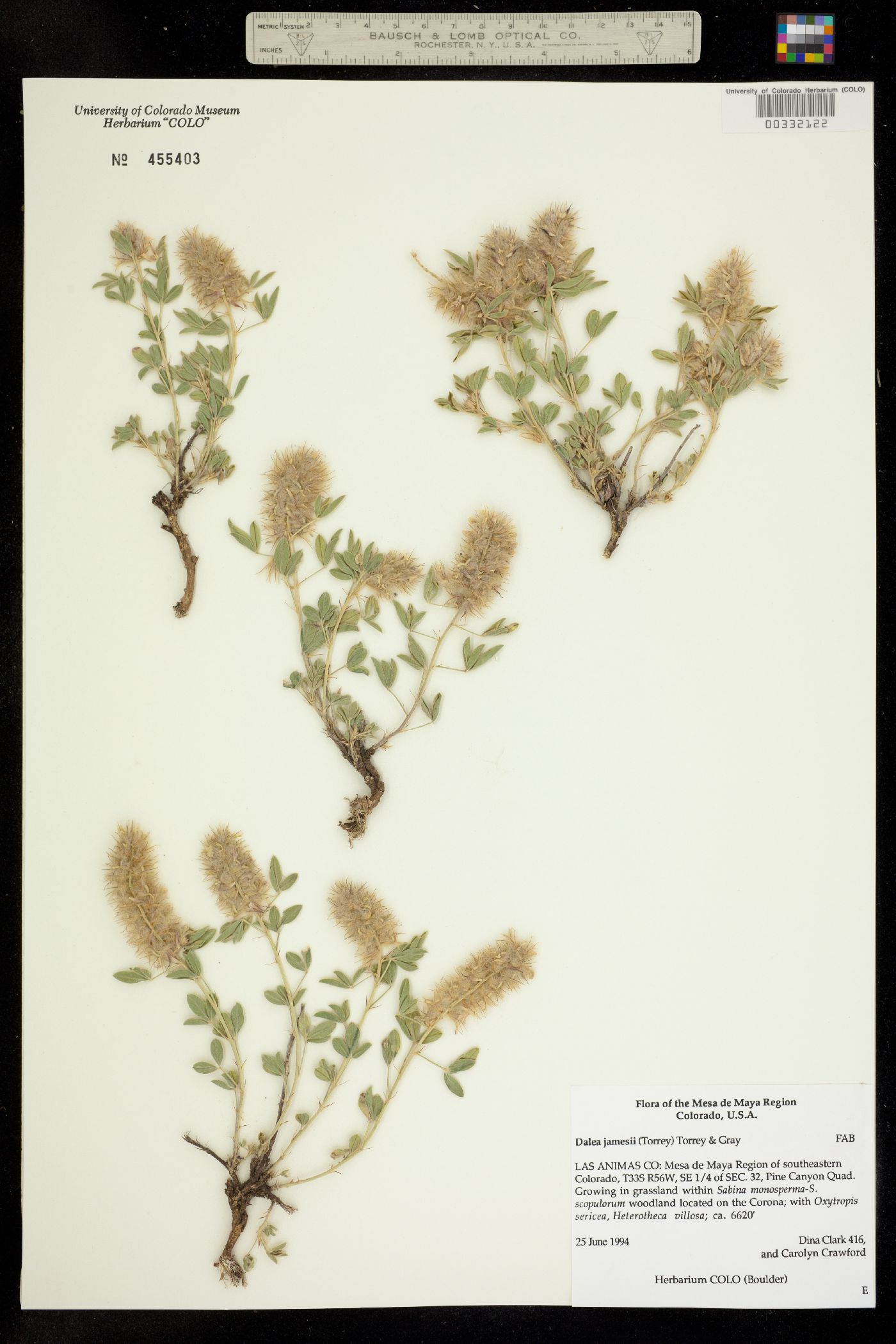 Dalea jamesii image