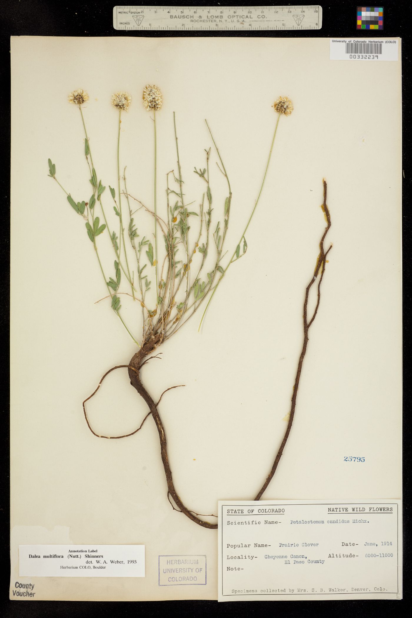 Dalea multiflora image