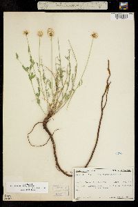 Image of Dalea multiflora