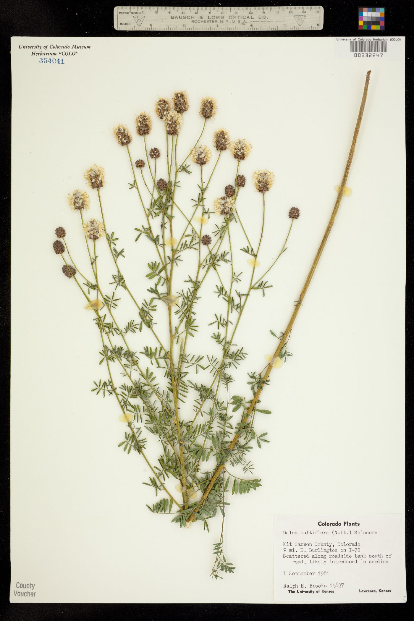 Dalea multiflora image