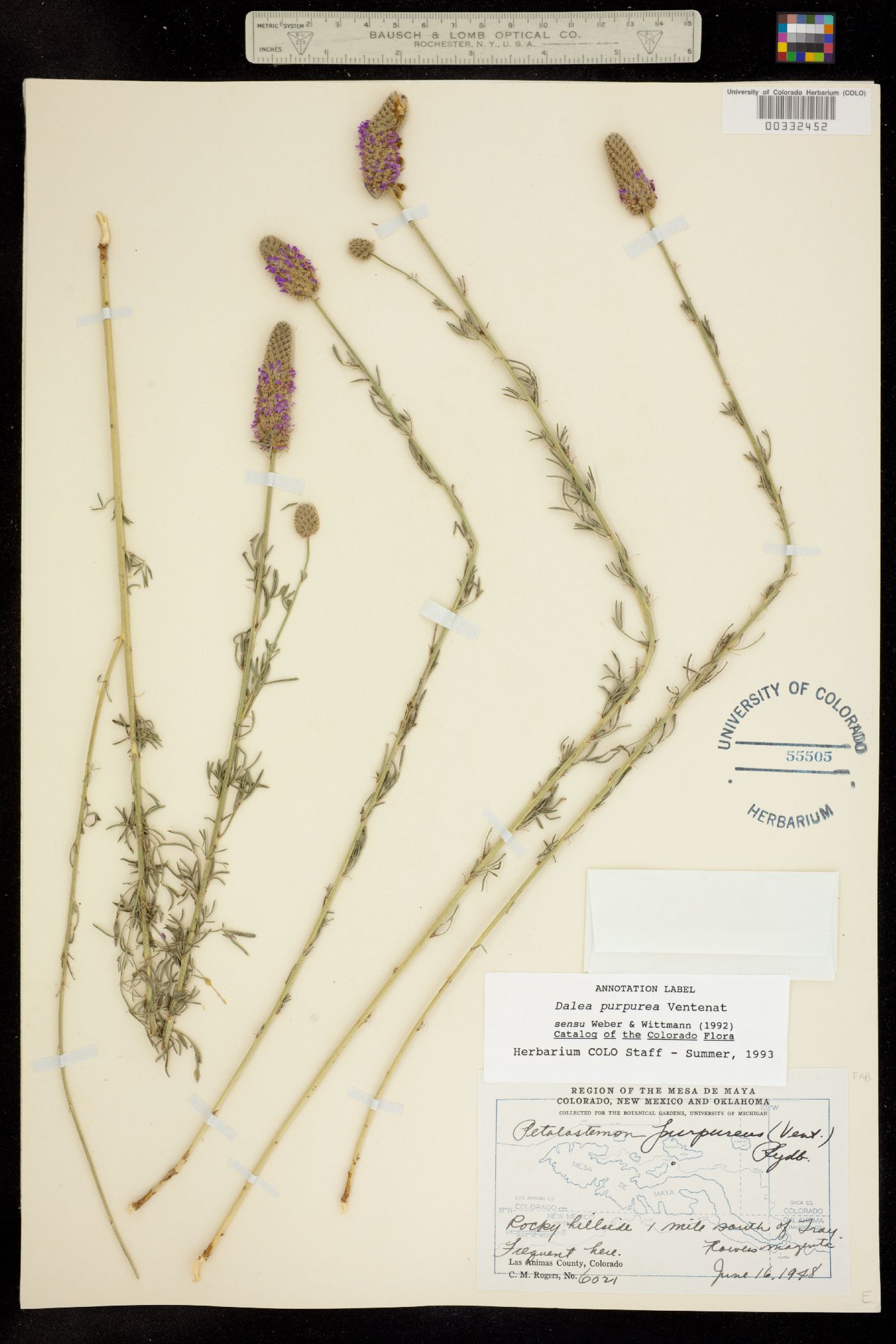 Dalea purpurea image