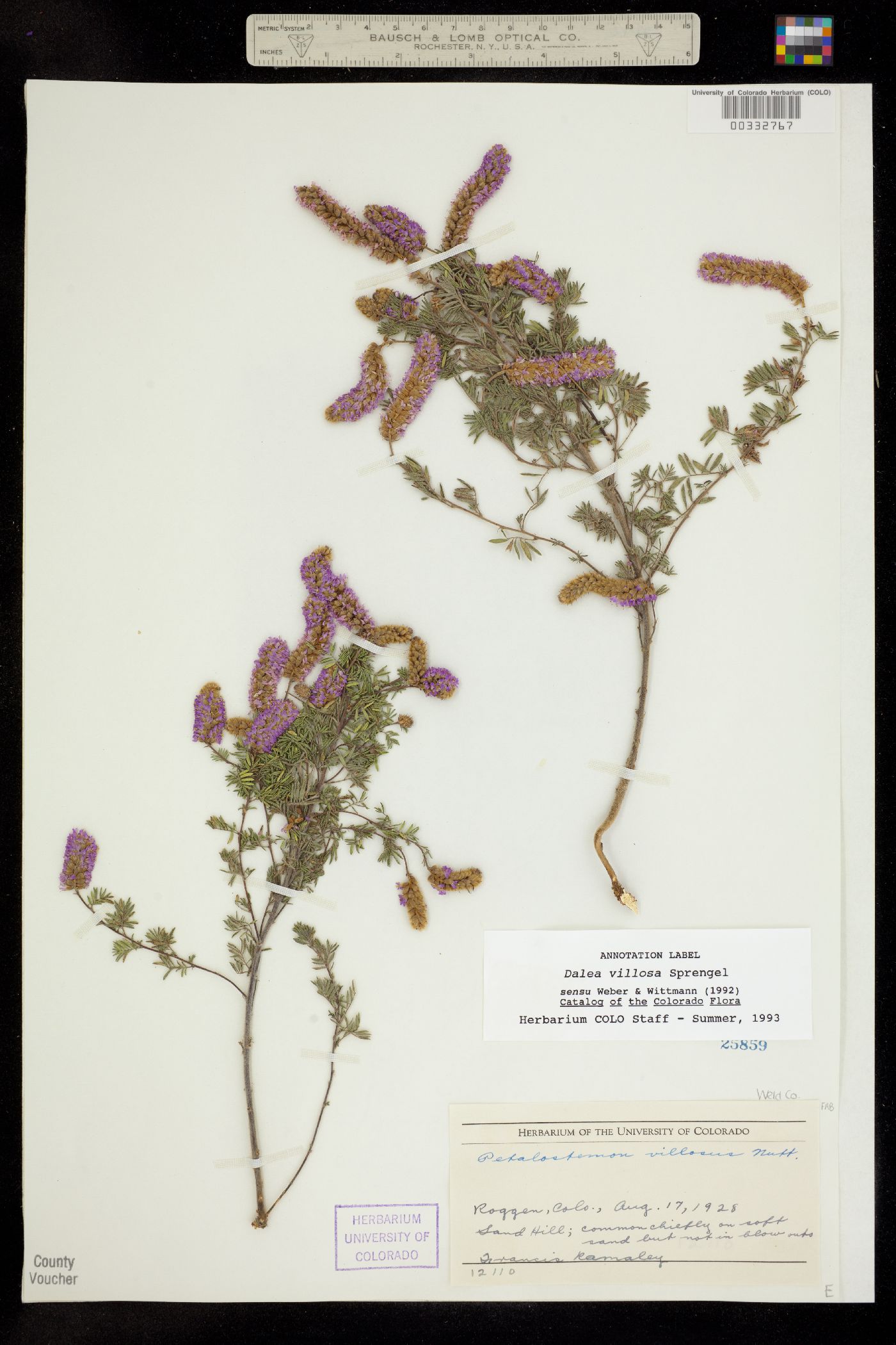 Dalea villosa image