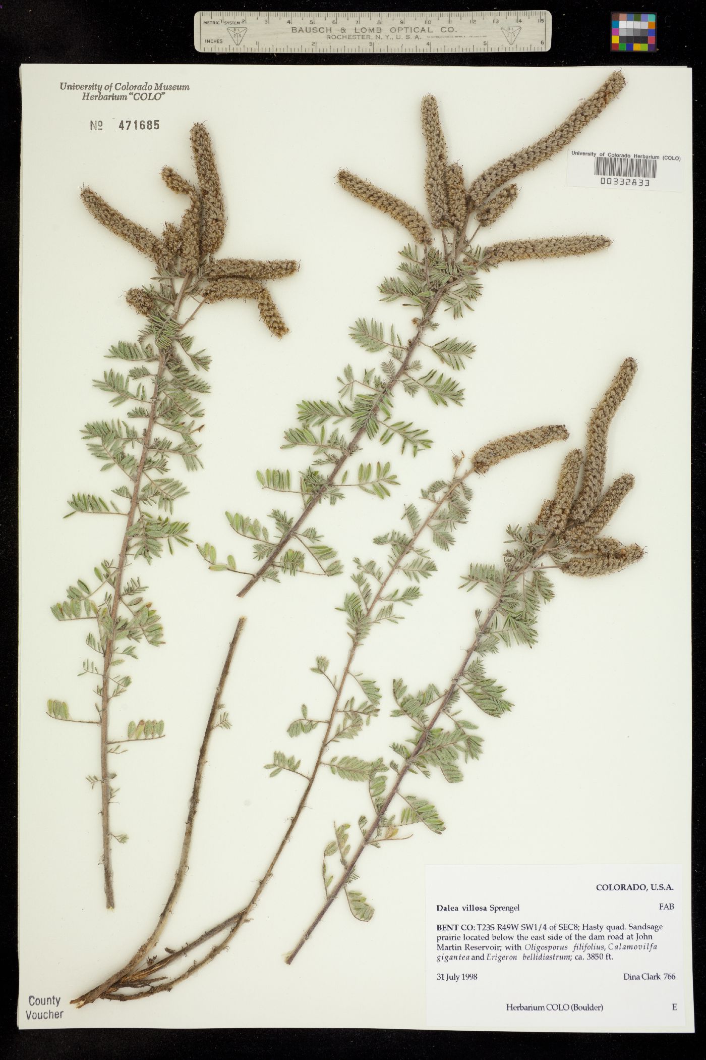 Dalea villosa image