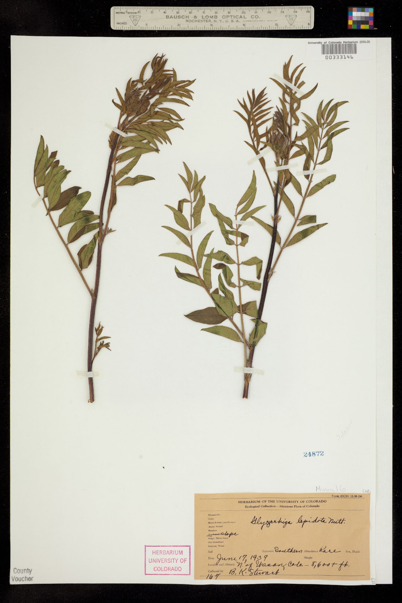 Glycyrrhiza lepidota image