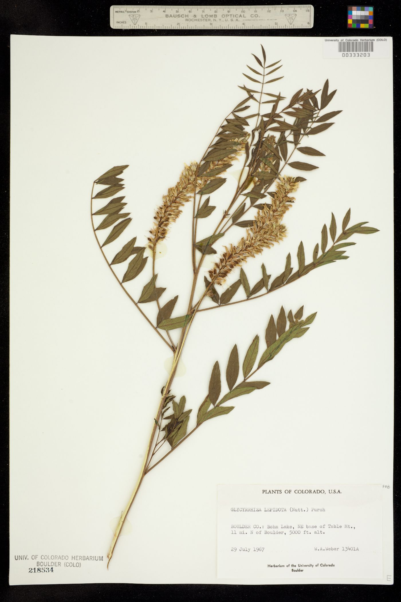 Glycyrrhiza lepidota image