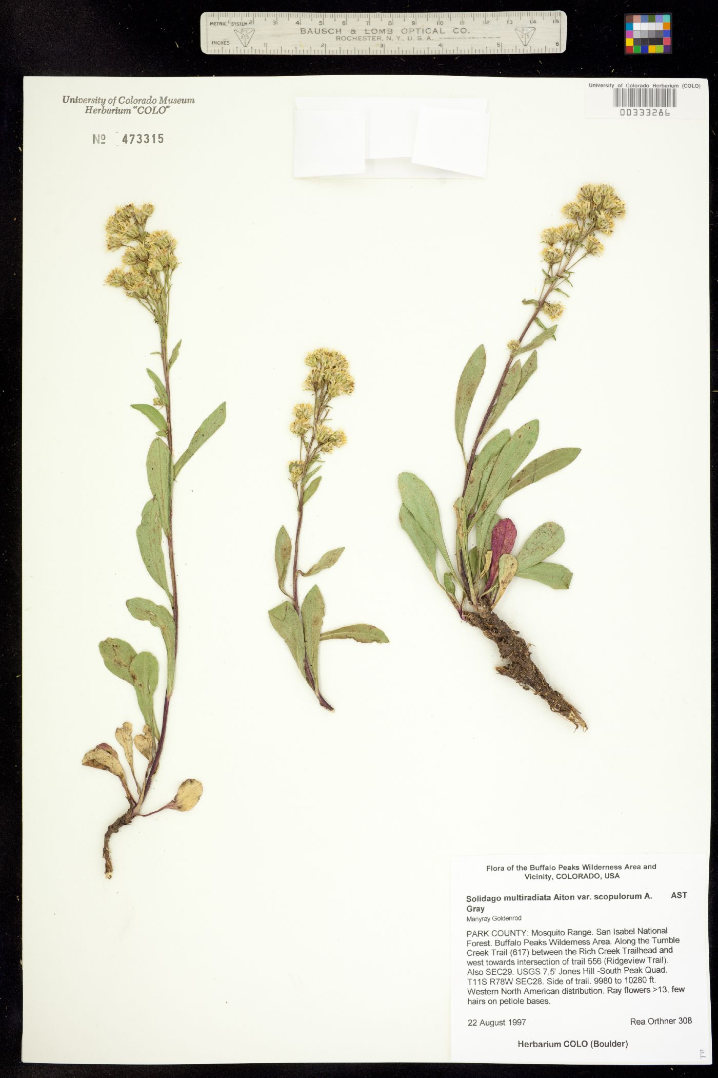 Solidago multiradiata image