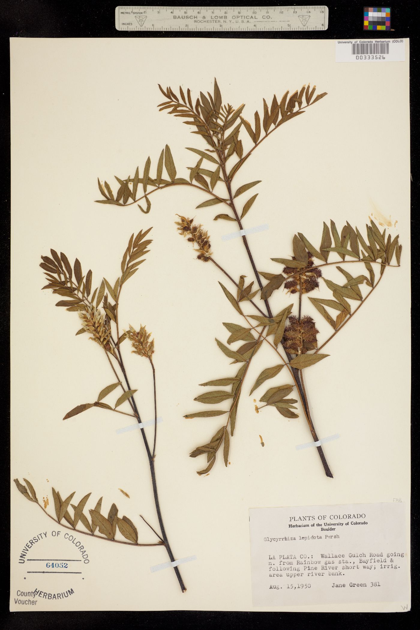 Glycyrrhiza lepidota image