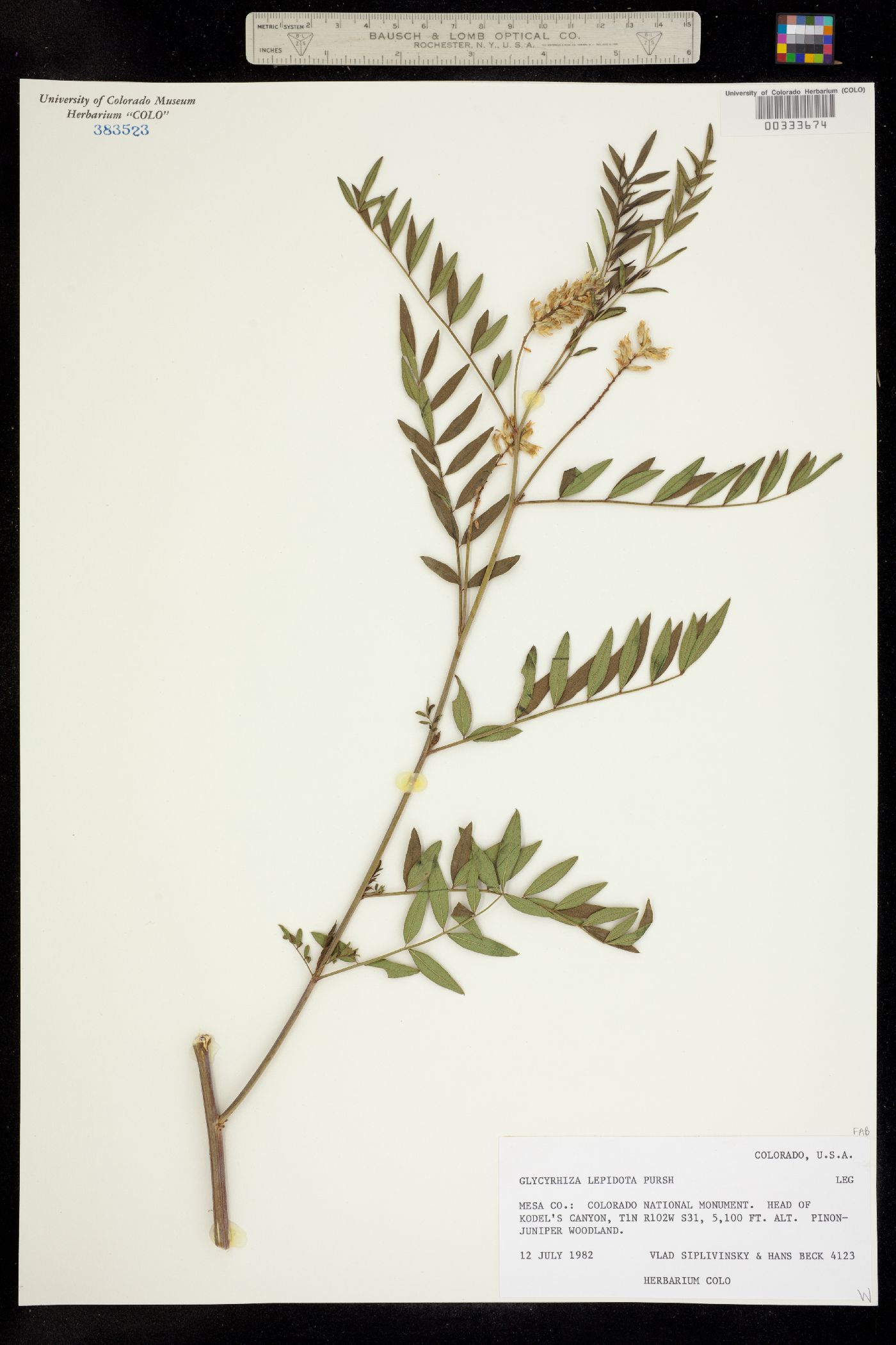 Glycyrrhiza lepidota image