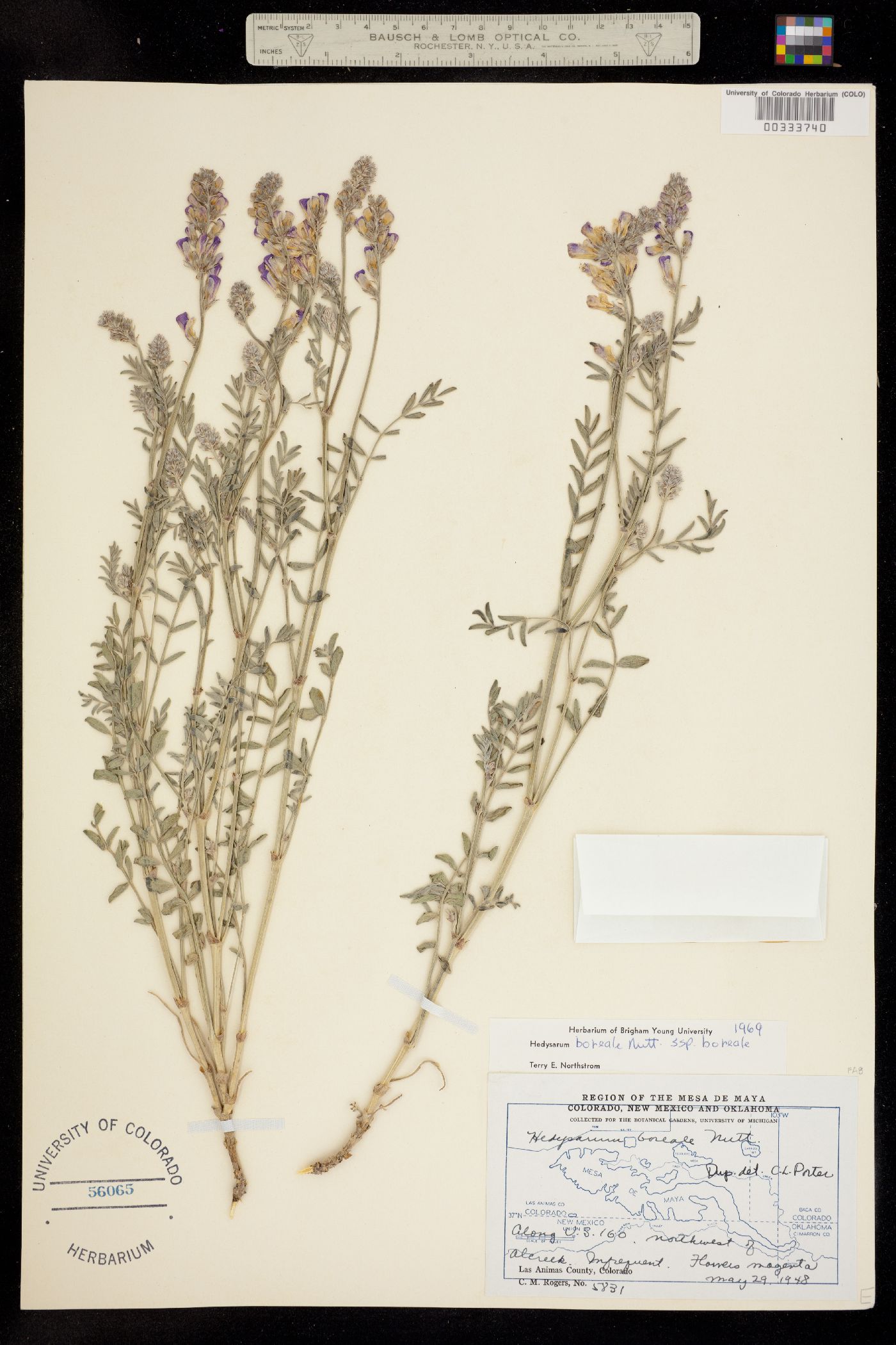 Hedysarum image