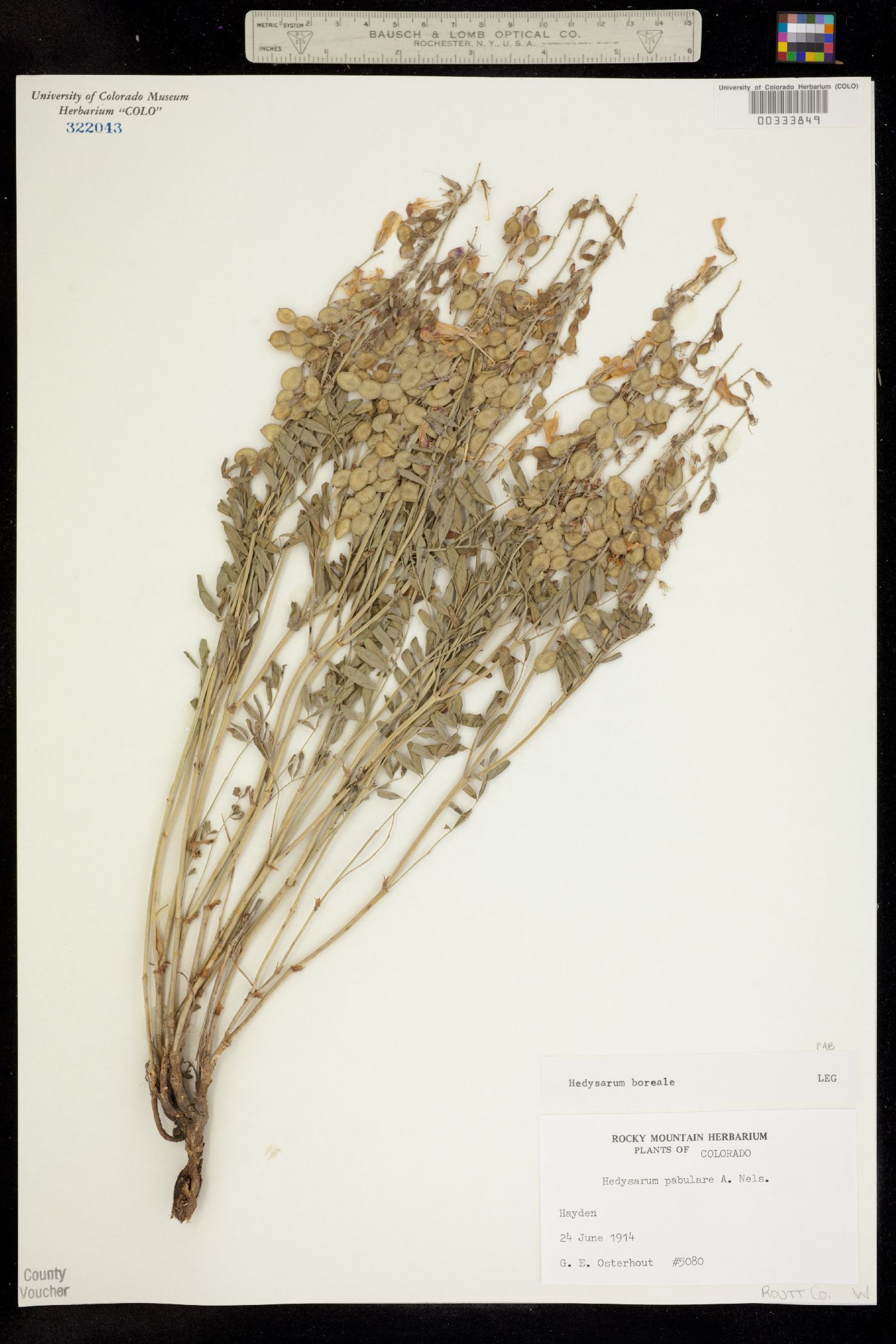 Hedysarum boreale image