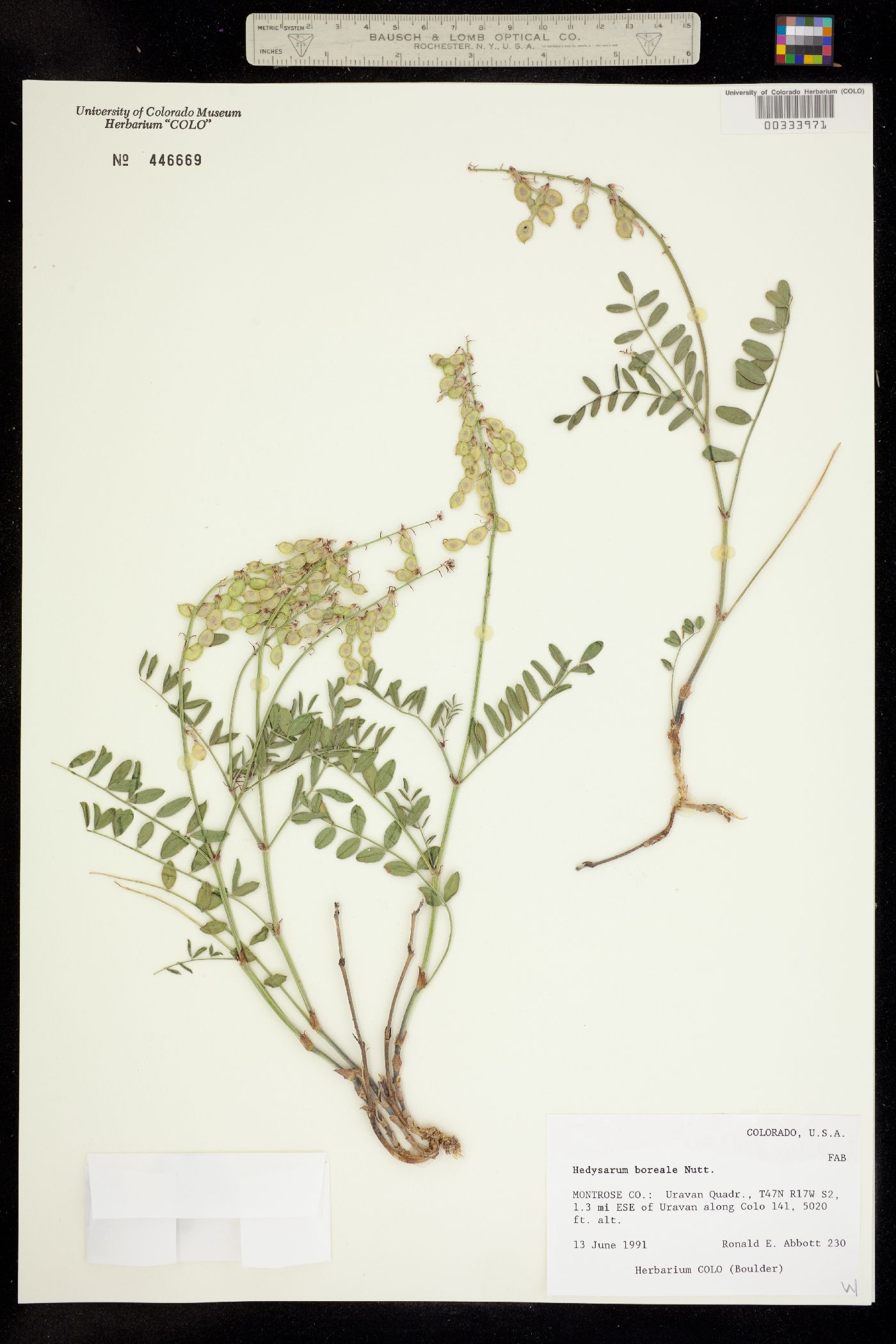 Hedysarum boreale image