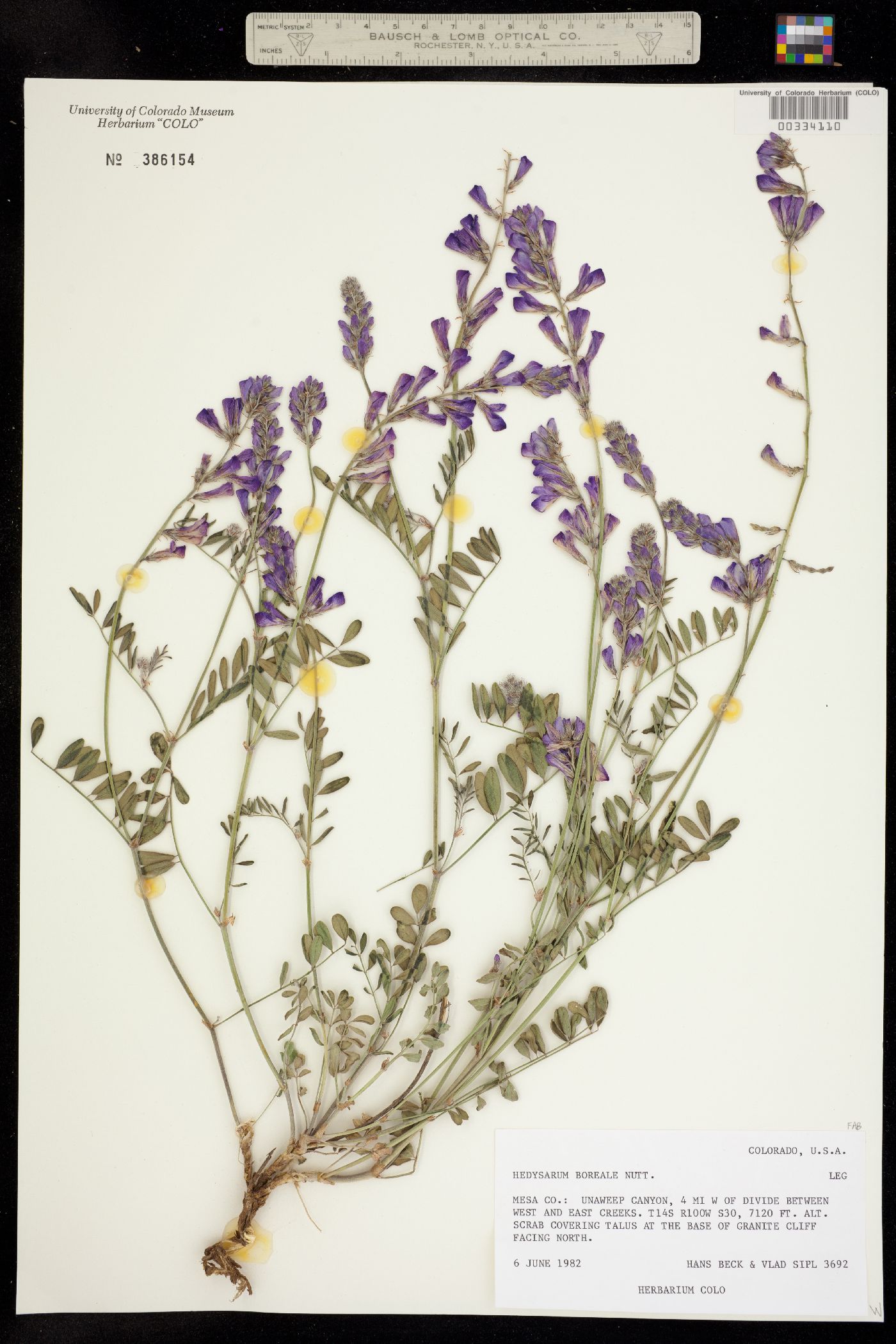 Hedysarum boreale image