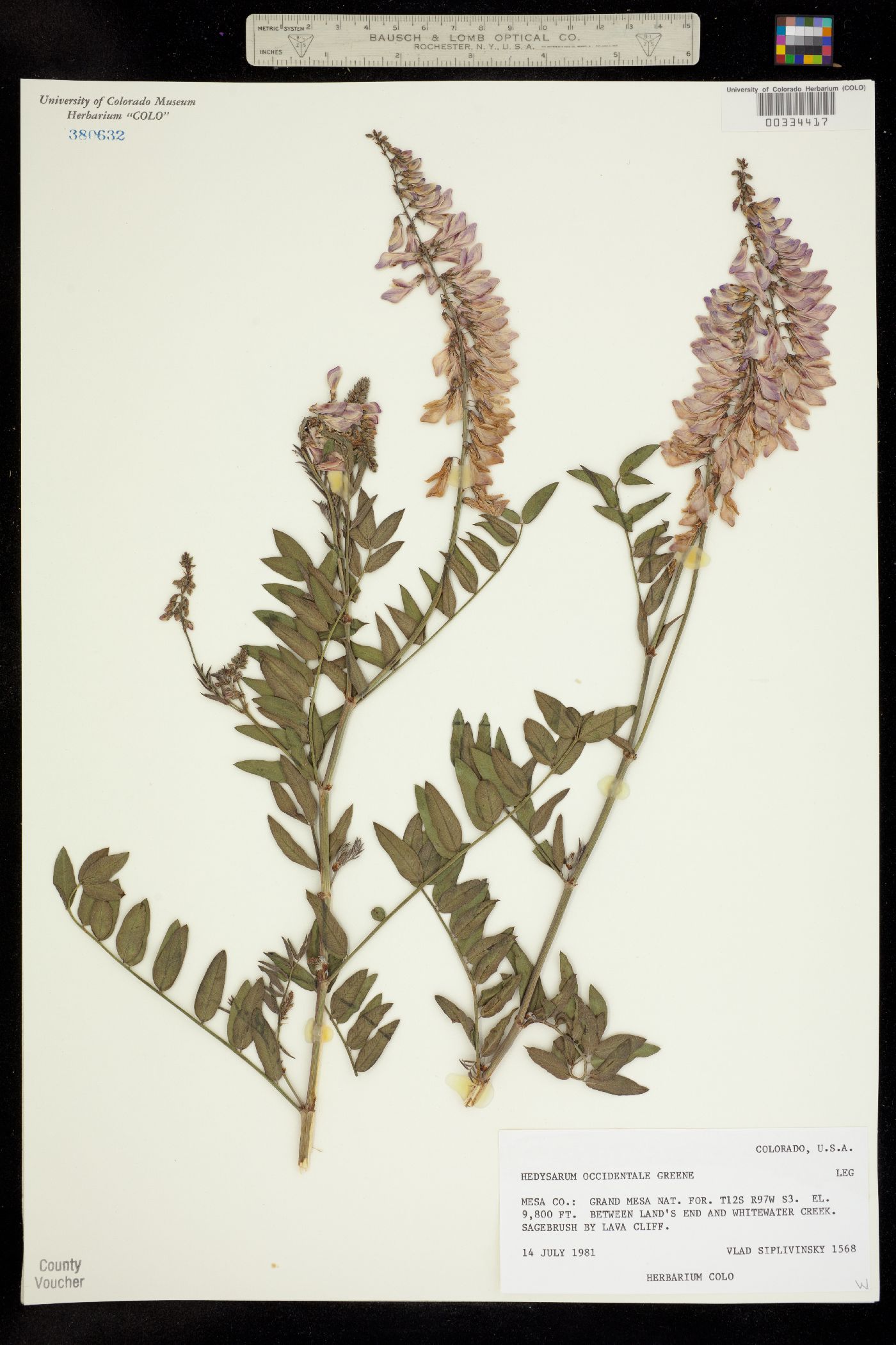 Hedysarum occidentale image