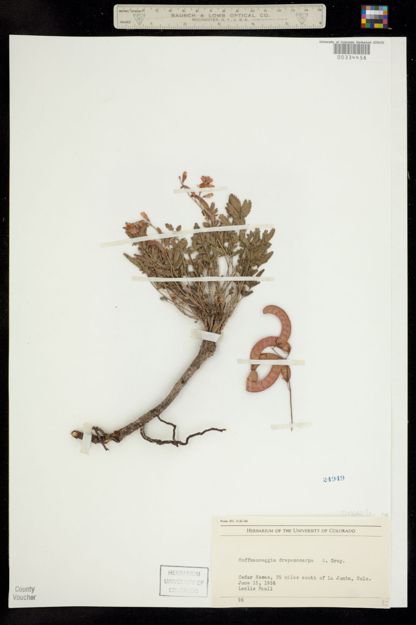 Hoffmannseggia drepanocarpa image