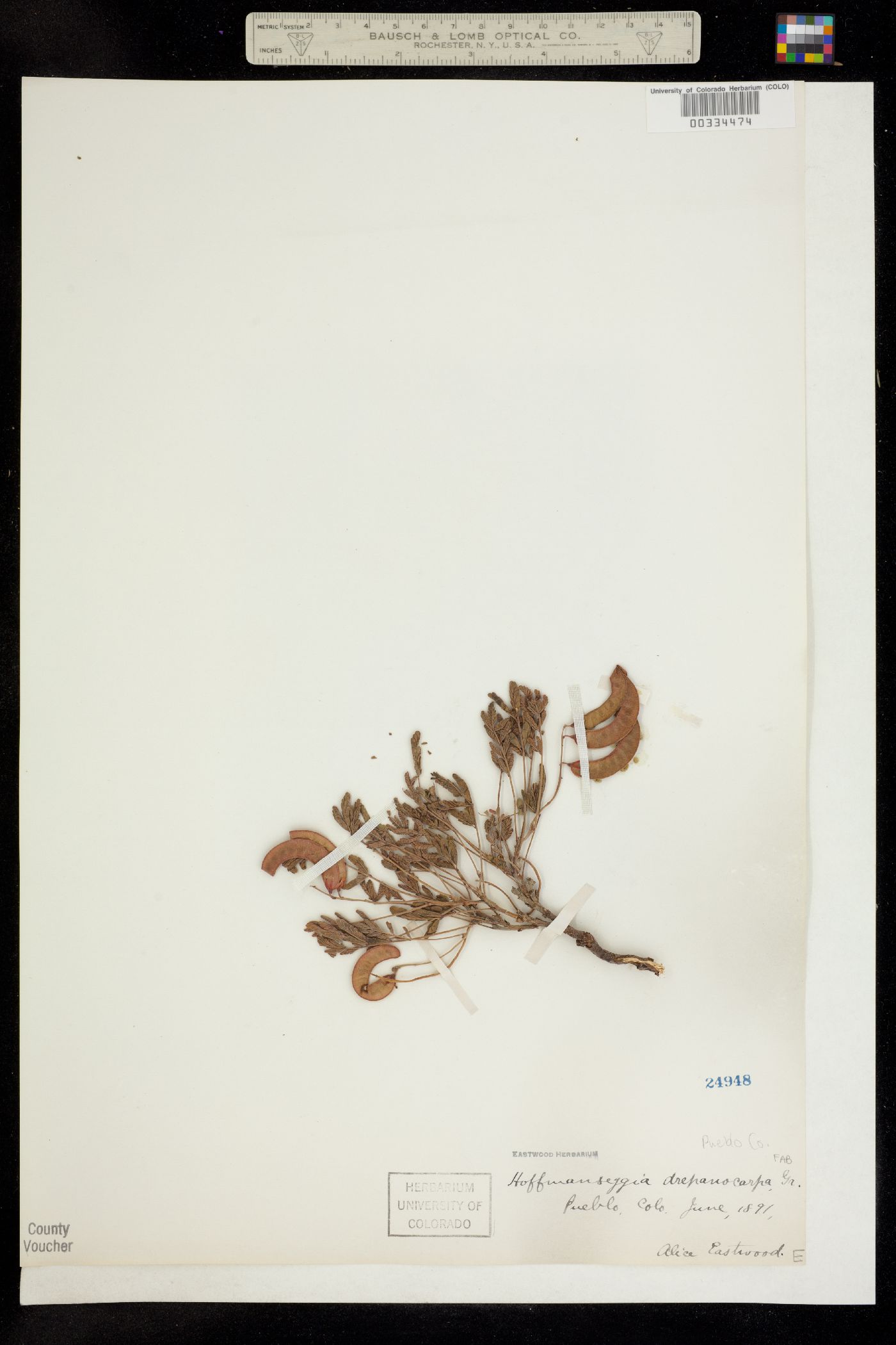 Hoffmannseggia drepanocarpa image