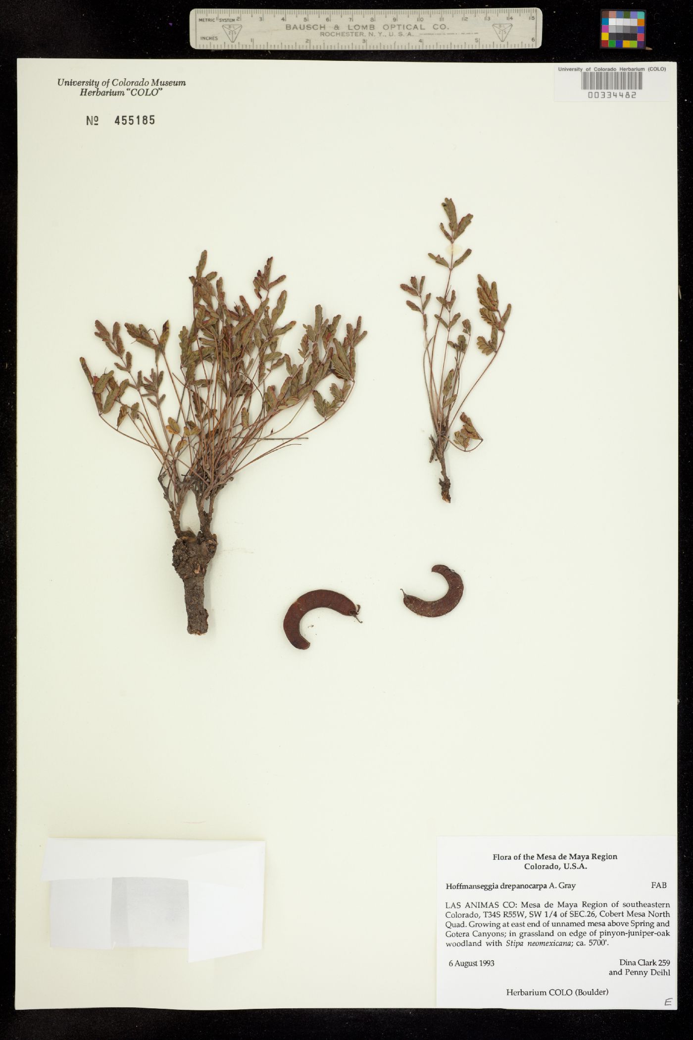 Hoffmannseggia drepanocarpa image