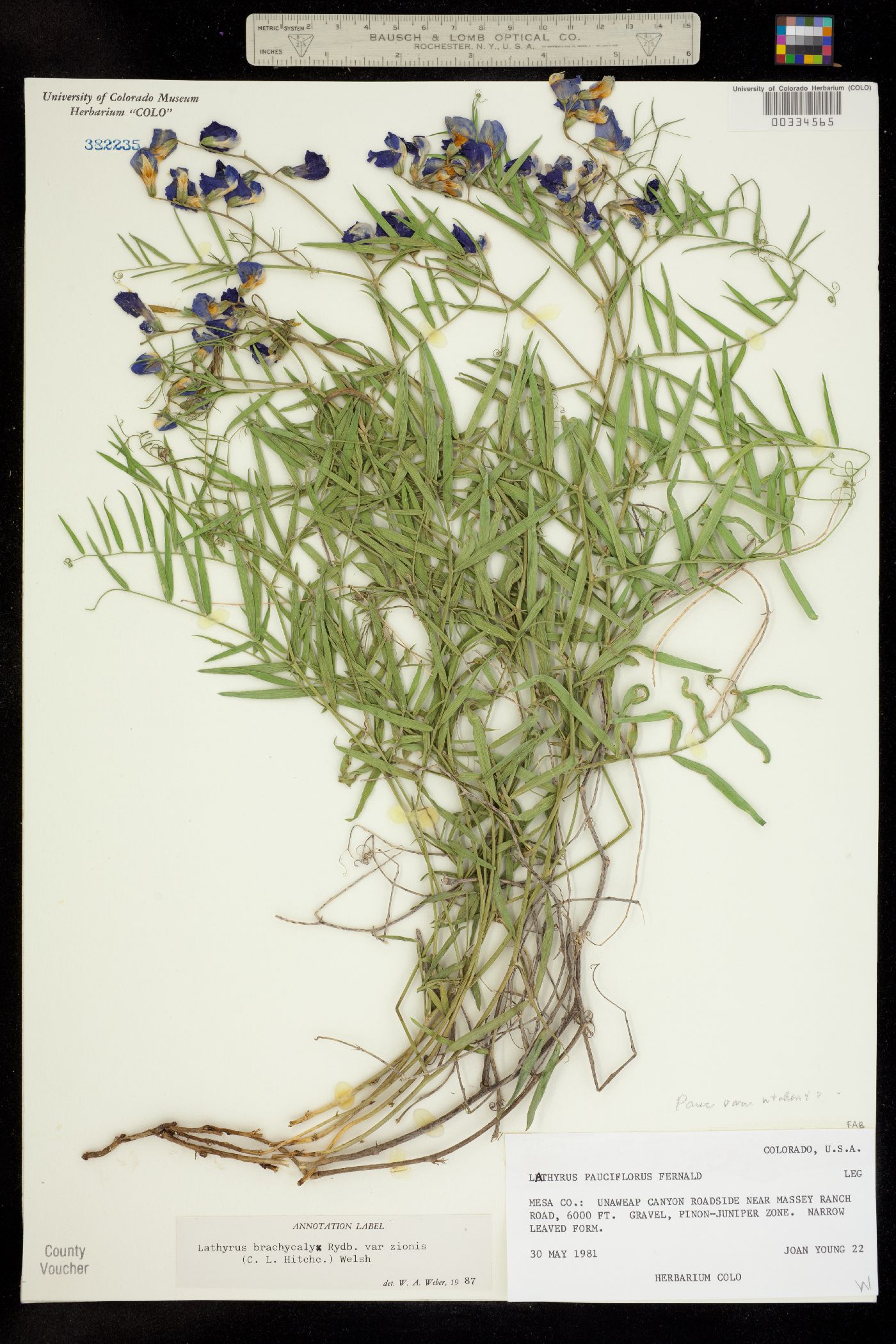 Lathyrus brachycalyx var. zionis image