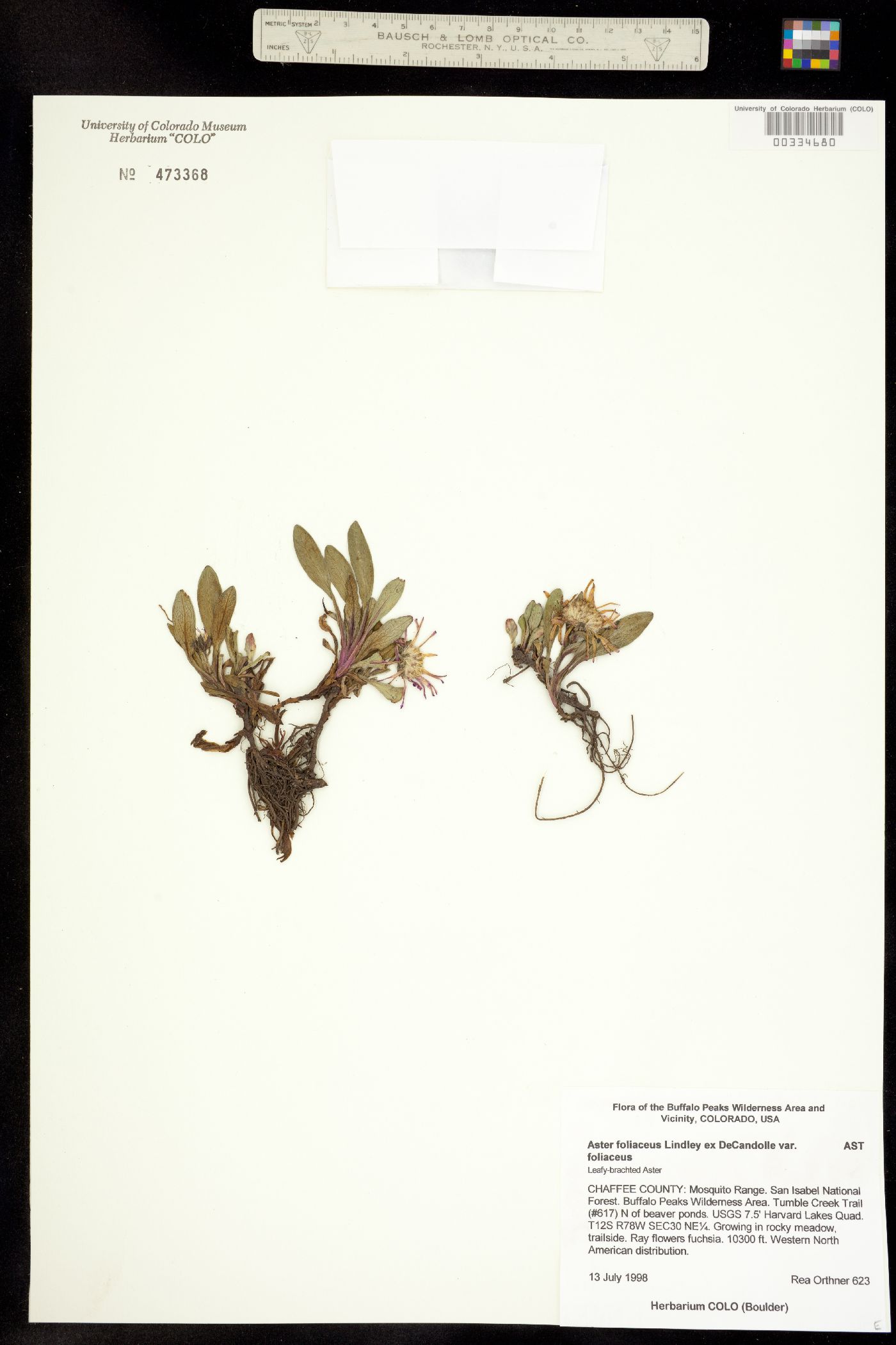 Aster foliaceus var. foliaceus image