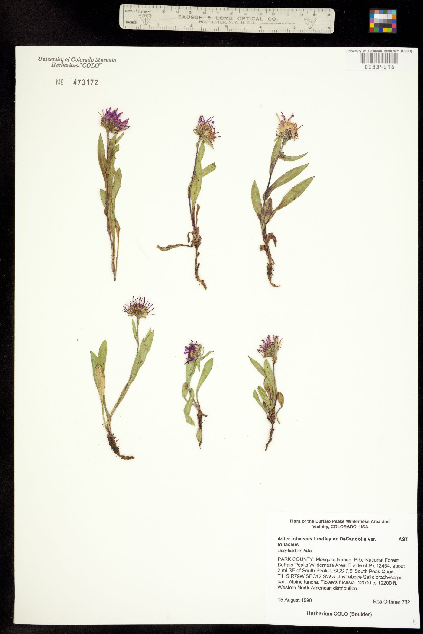 Aster foliaceus image