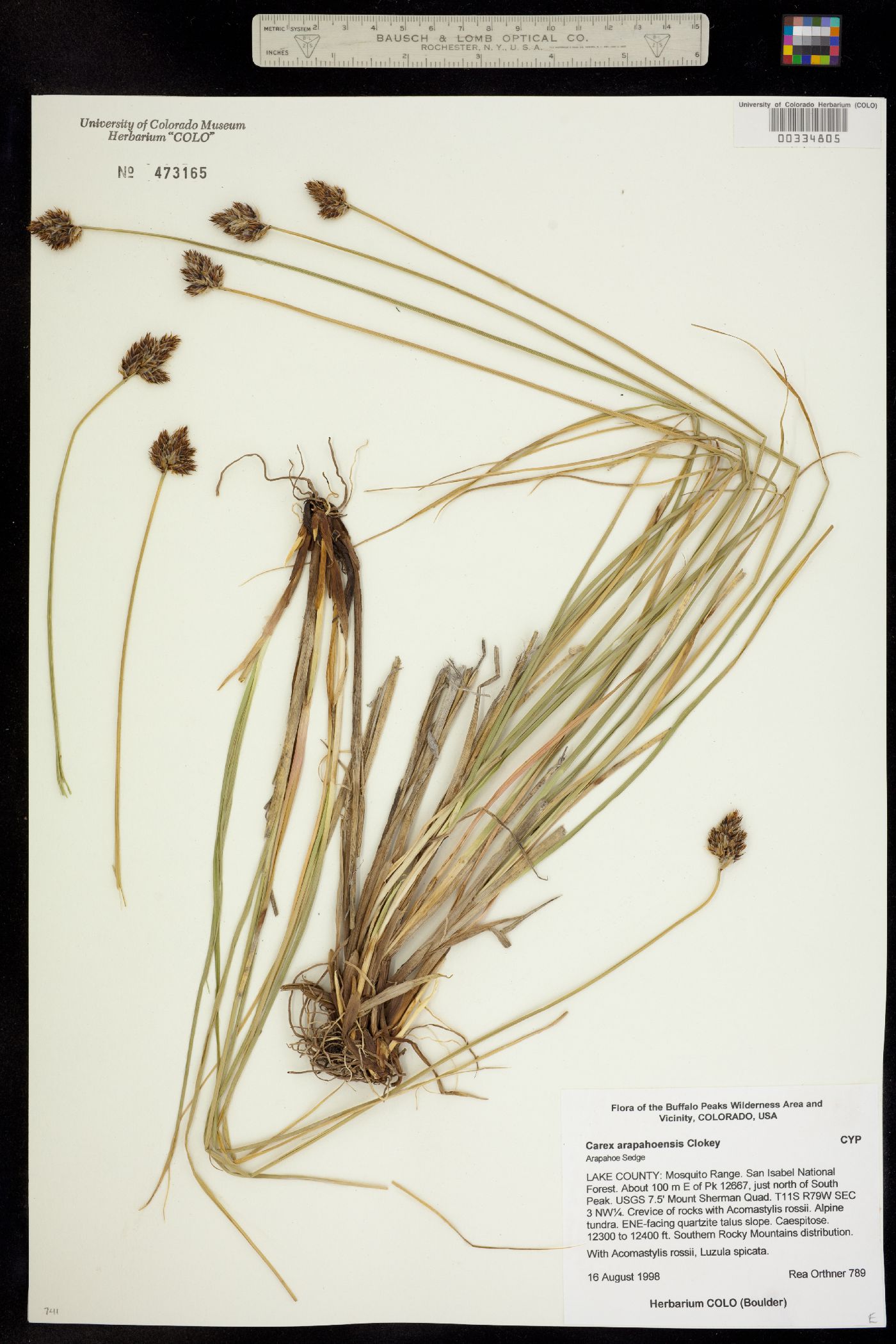 Carex arapahoensis image