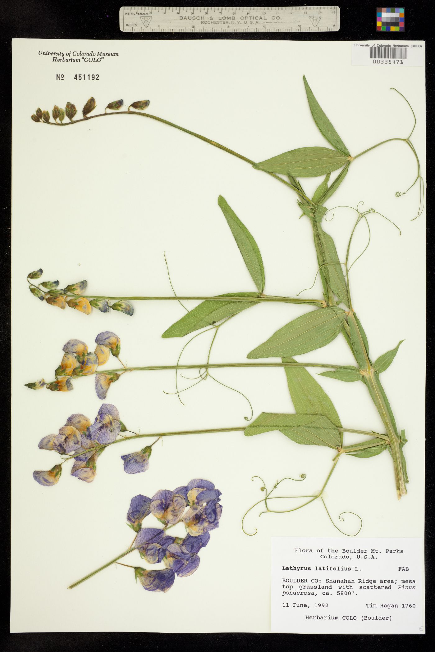 Lathyrus latifolius image