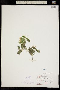 Lathyrus lanszwertii var. leucanthus image