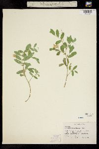 Lathyrus lanszwertii image