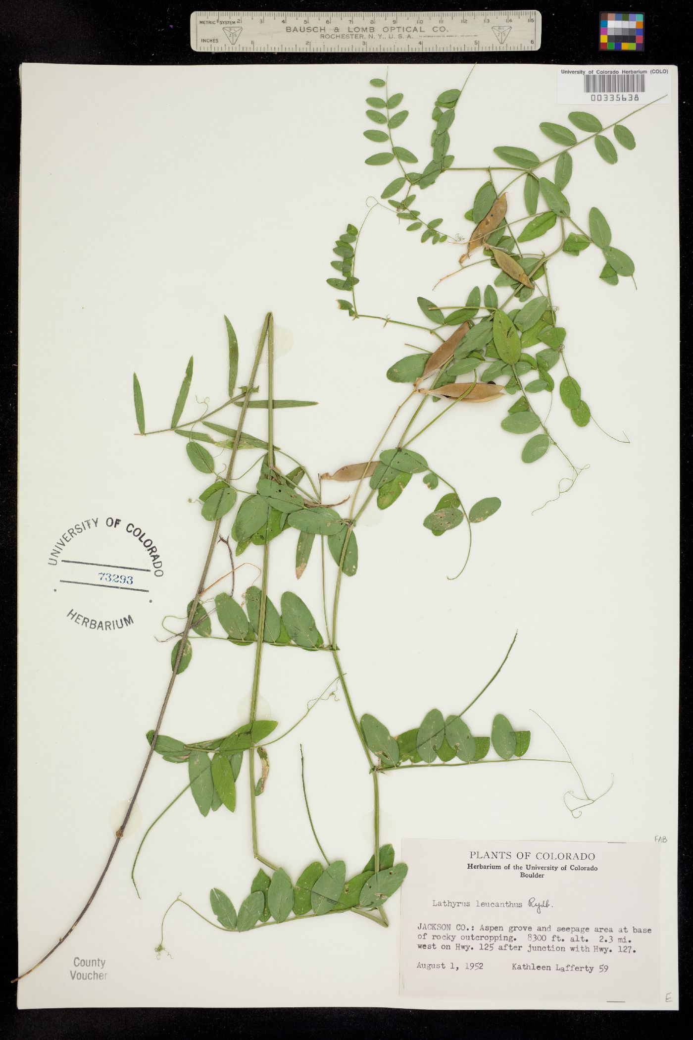 Lathyrus image