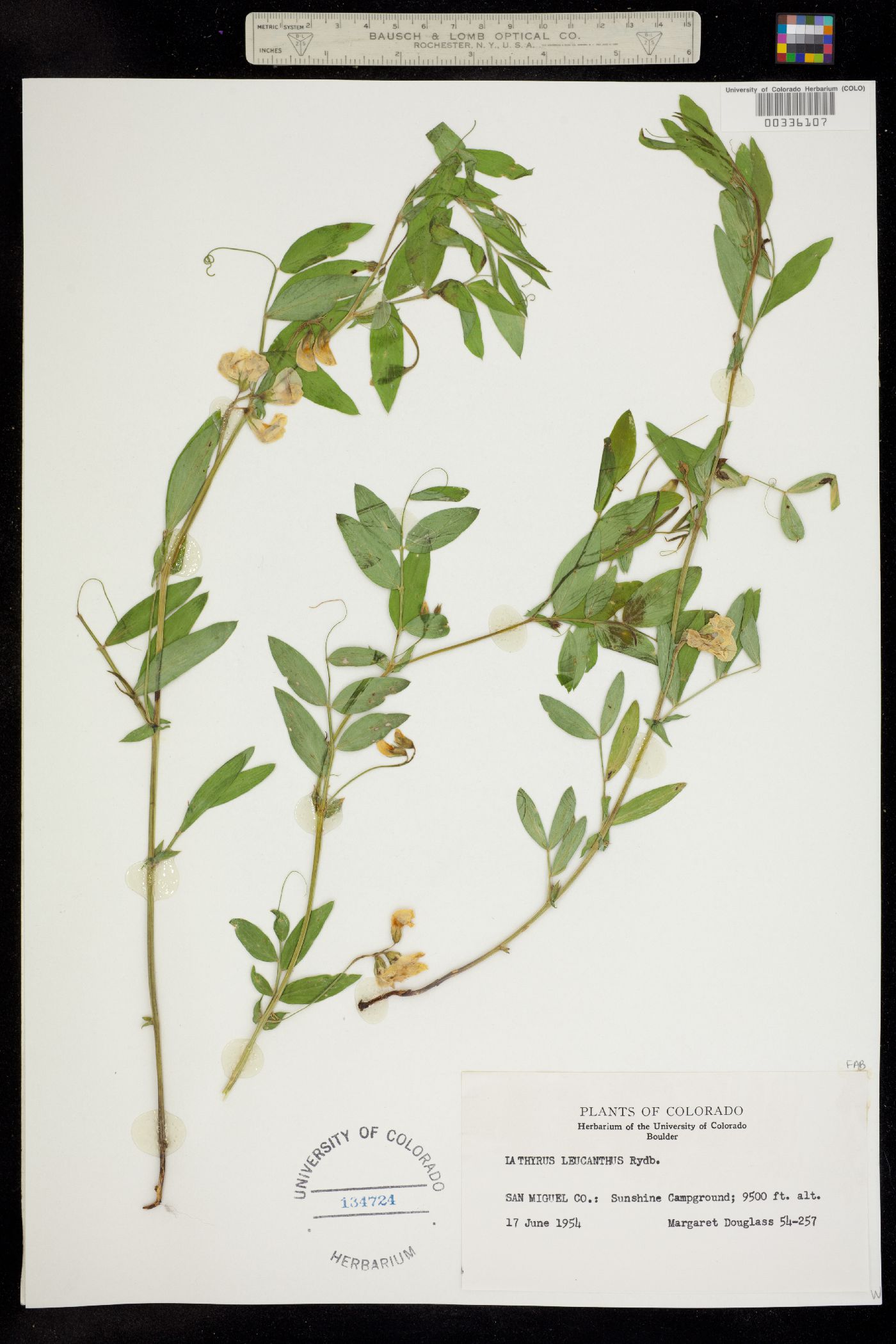 Lathyrus lanszwertii var. leucanthus image