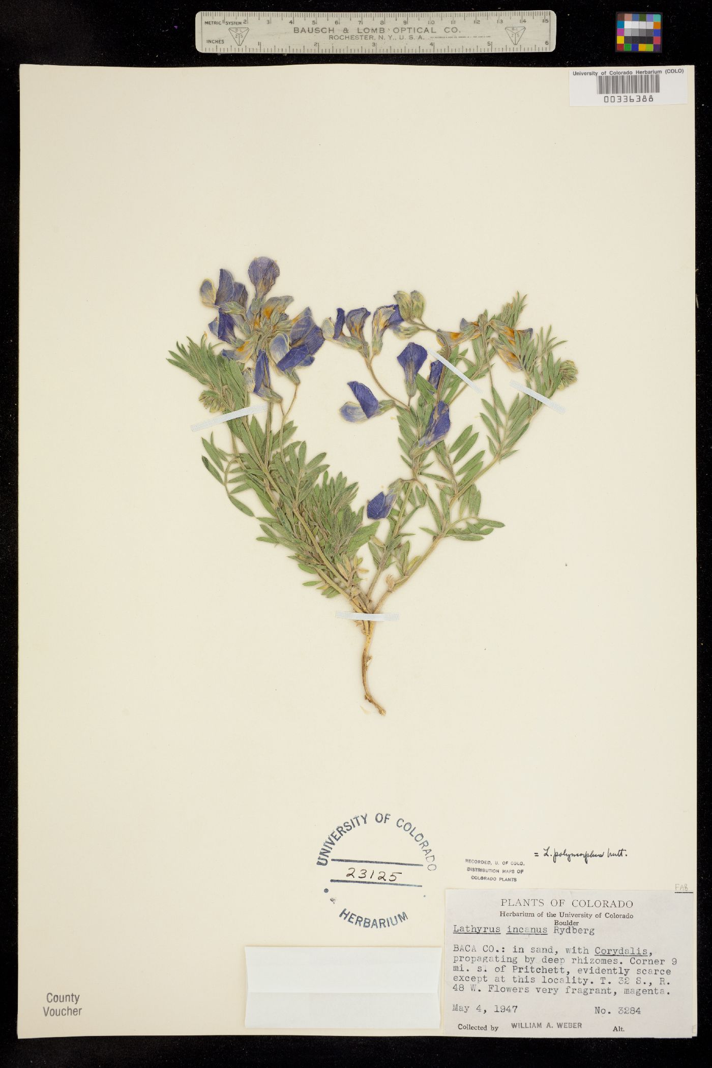 Lathyrus polymorphus var. incanus image