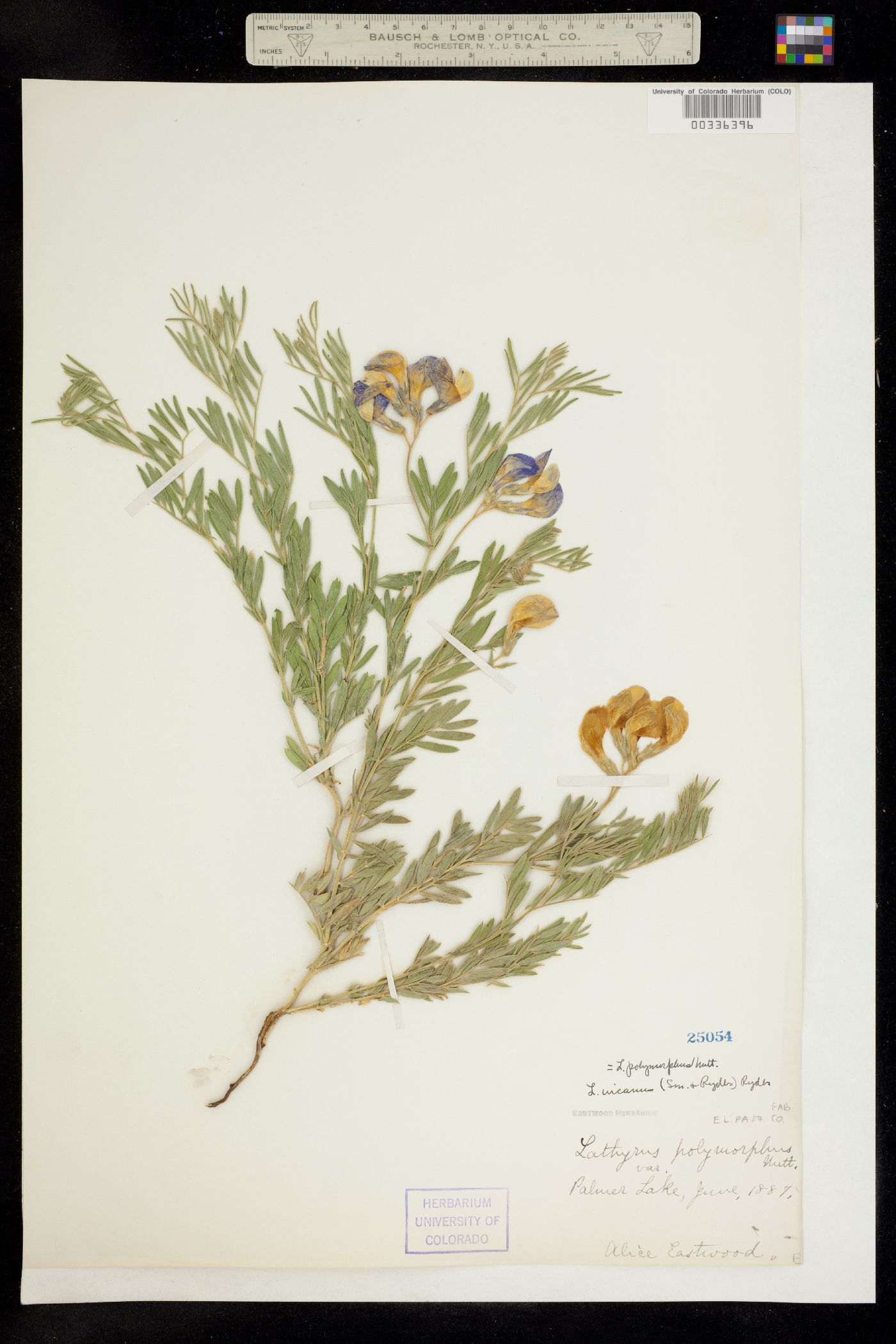 Lathyrus polymorphus image