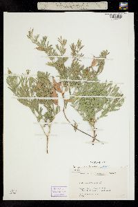 Lathyrus polymorphus image