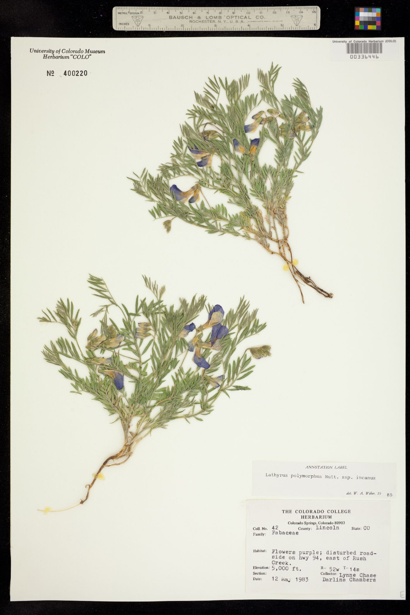 Lathyrus polymorphus var. incanus image