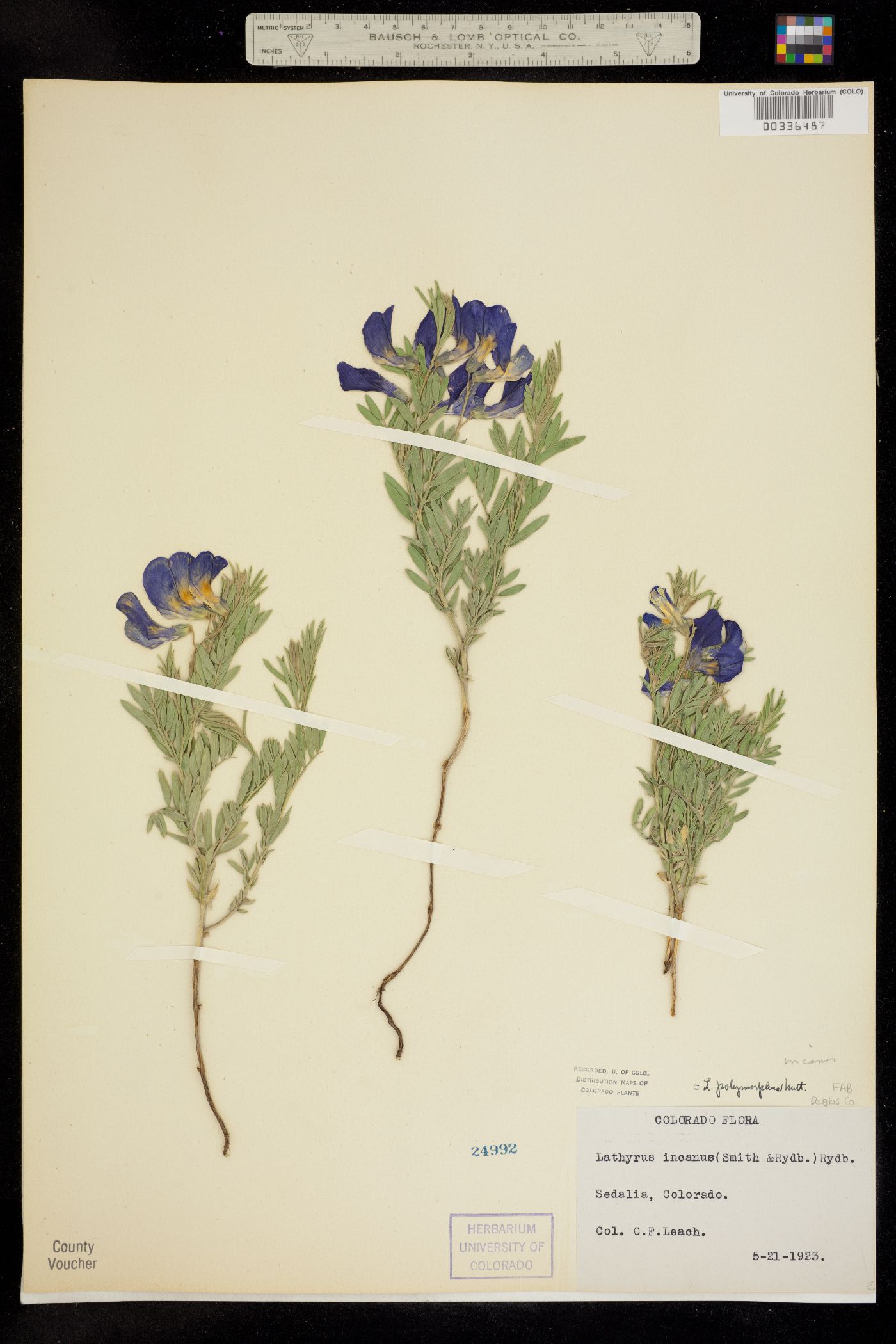 Lathyrus polymorphus var. incanus image