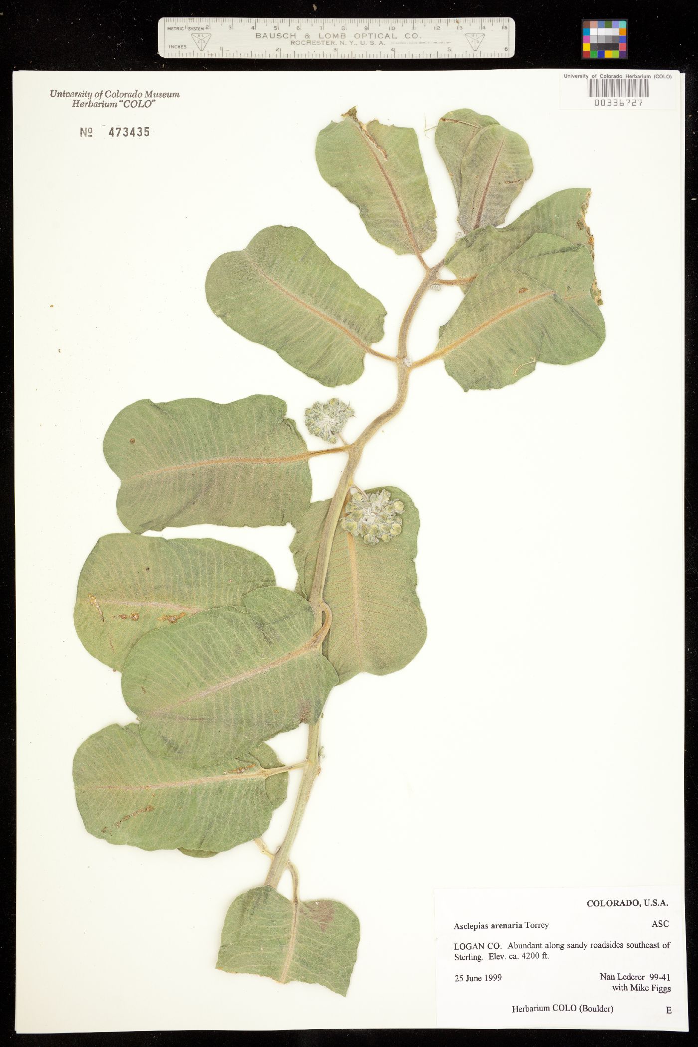 Asclepias arenaria image