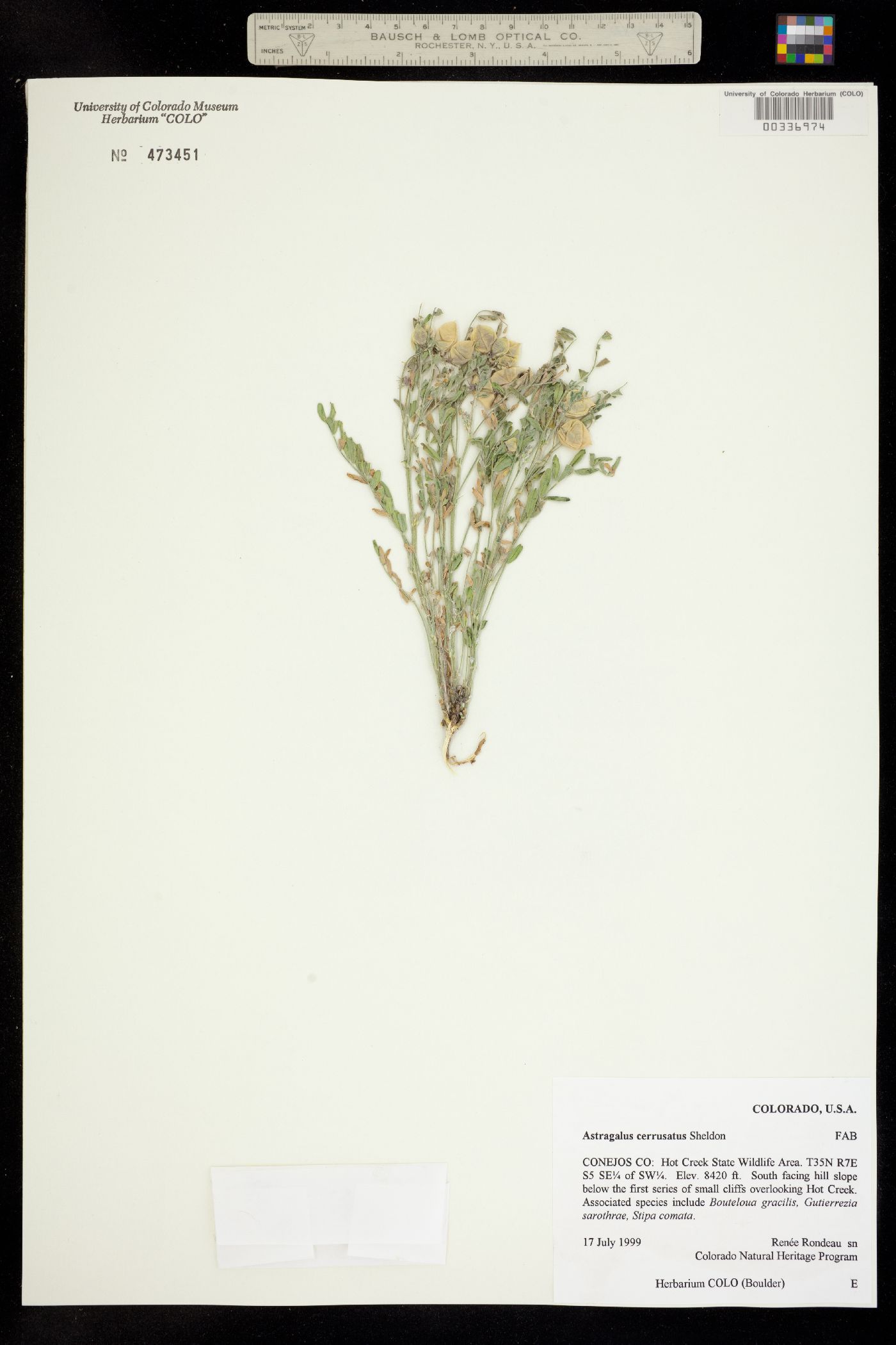 Astragalus cerussatus image