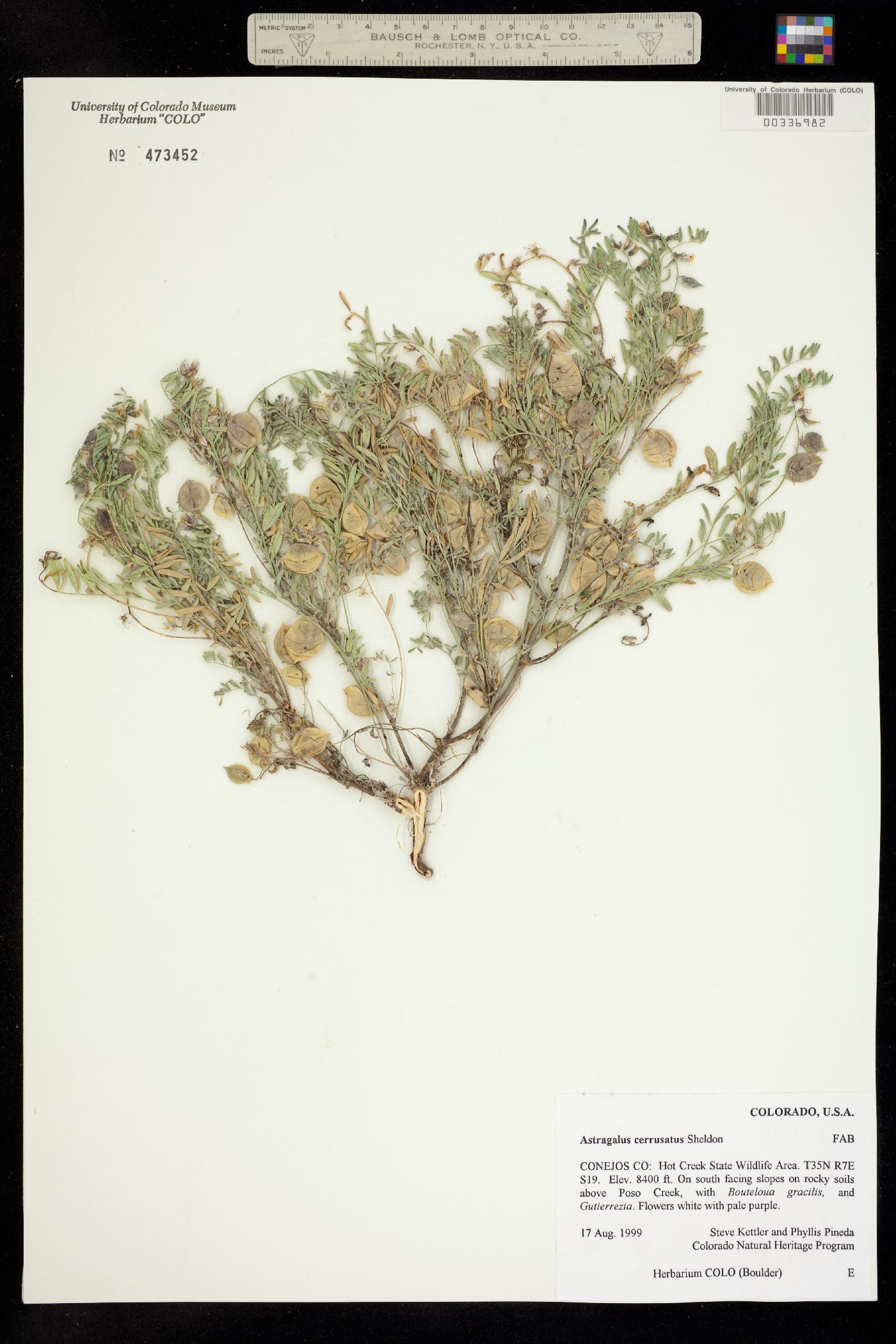 Astragalus cerussatus image